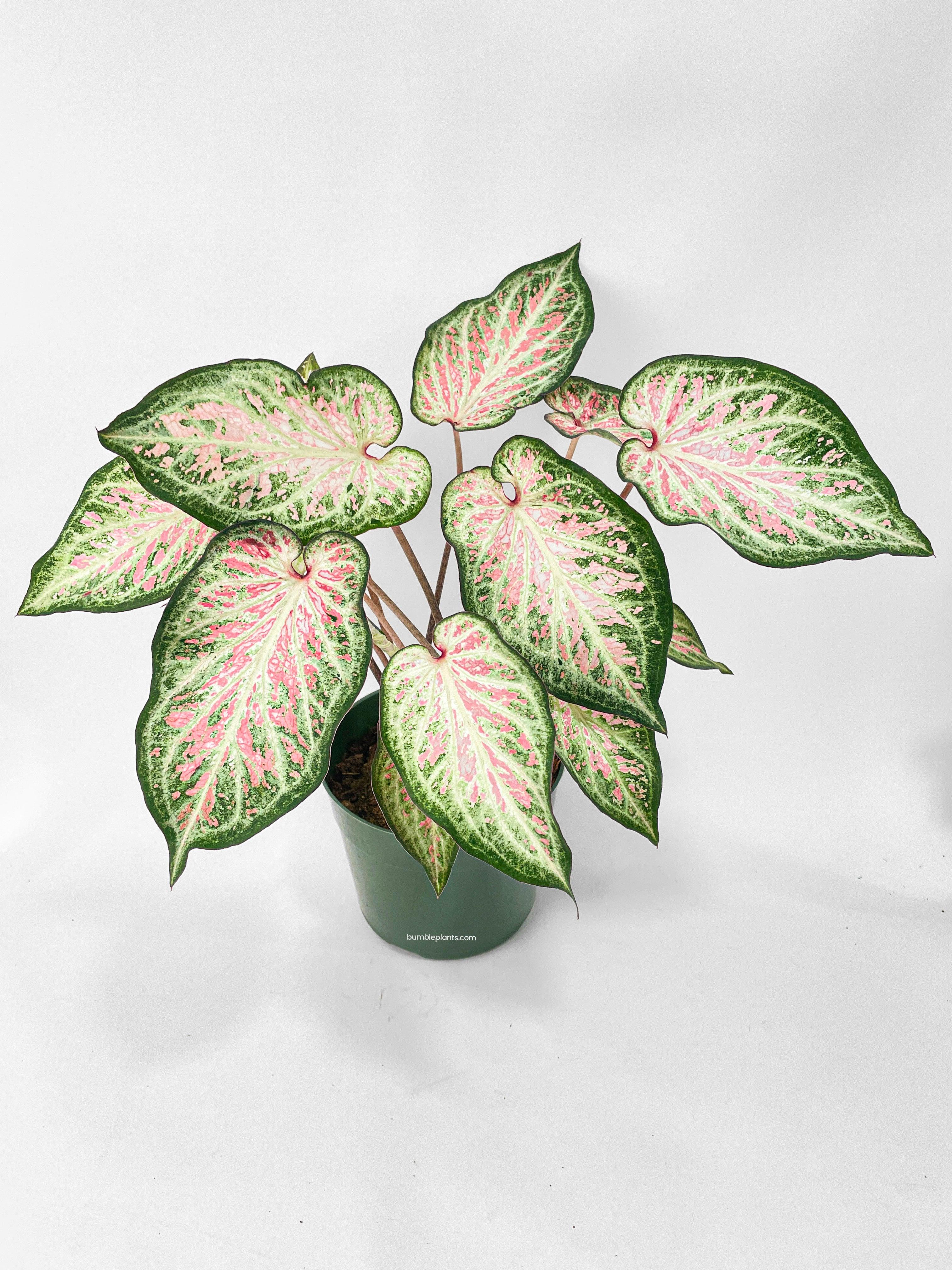 Bumble Plants Caladium Candyland Pink & Green Angel Wings
