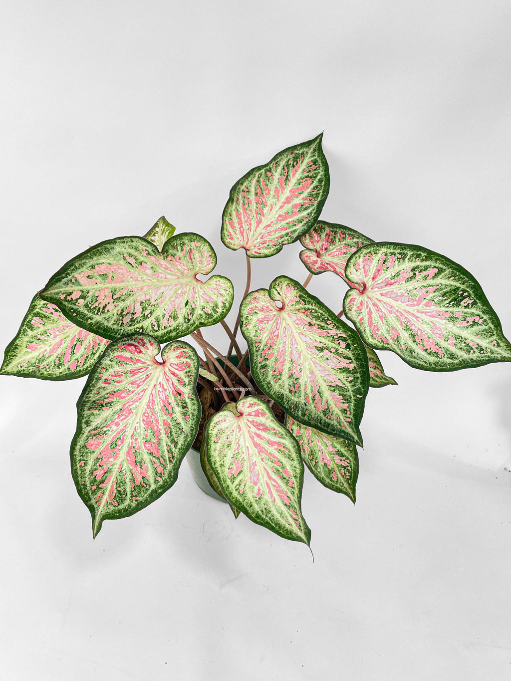 Bumble Plants Caladium Candyland Pink & Green Angel Wings