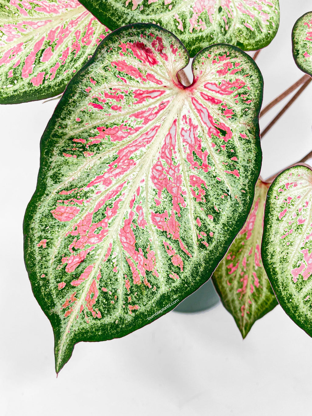 Bumble Plants Caladium Candyland Pink & Green Angel Wings