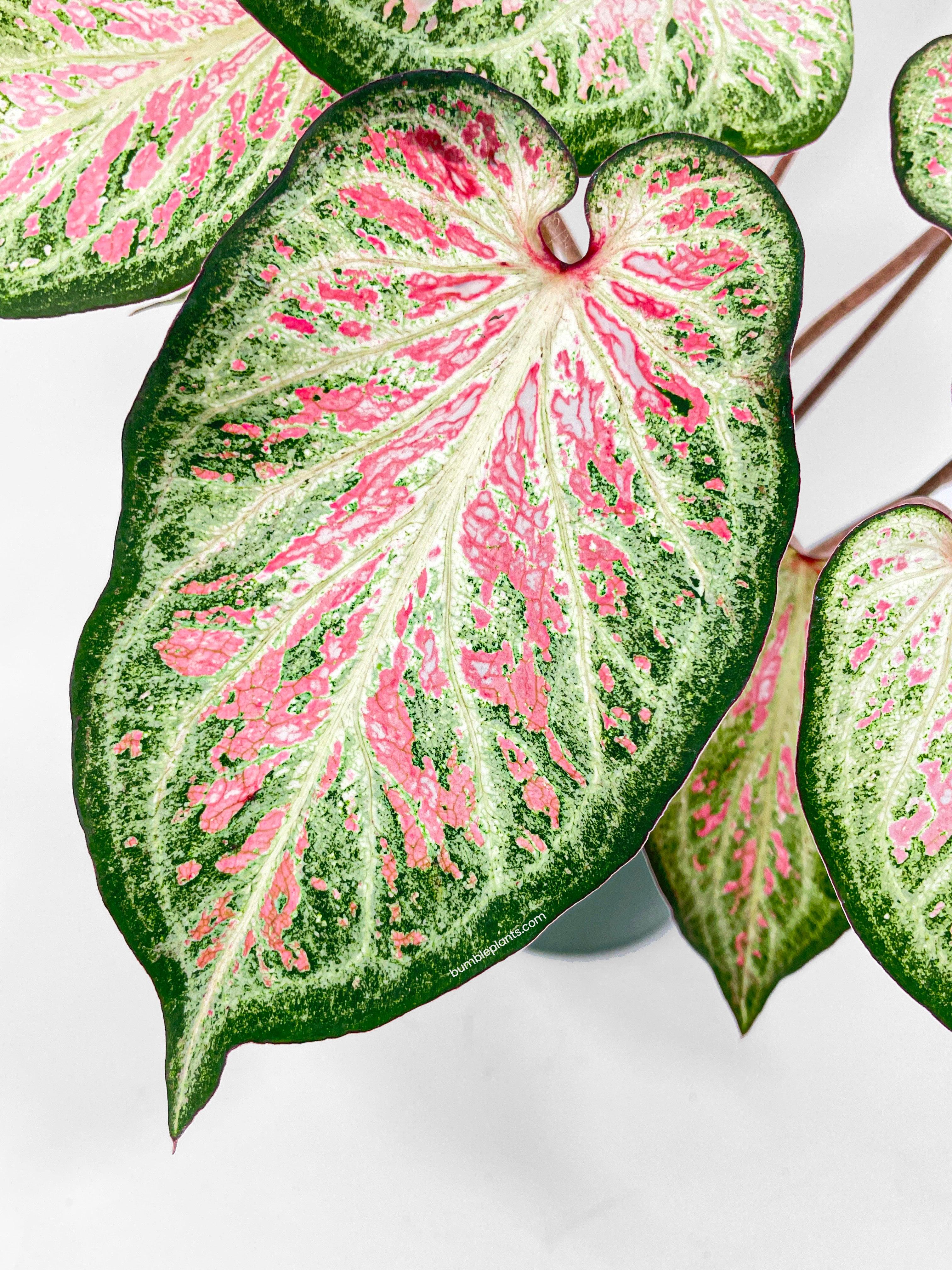 Bumble Plants Caladium Candyland Pink & Green Angel Wings