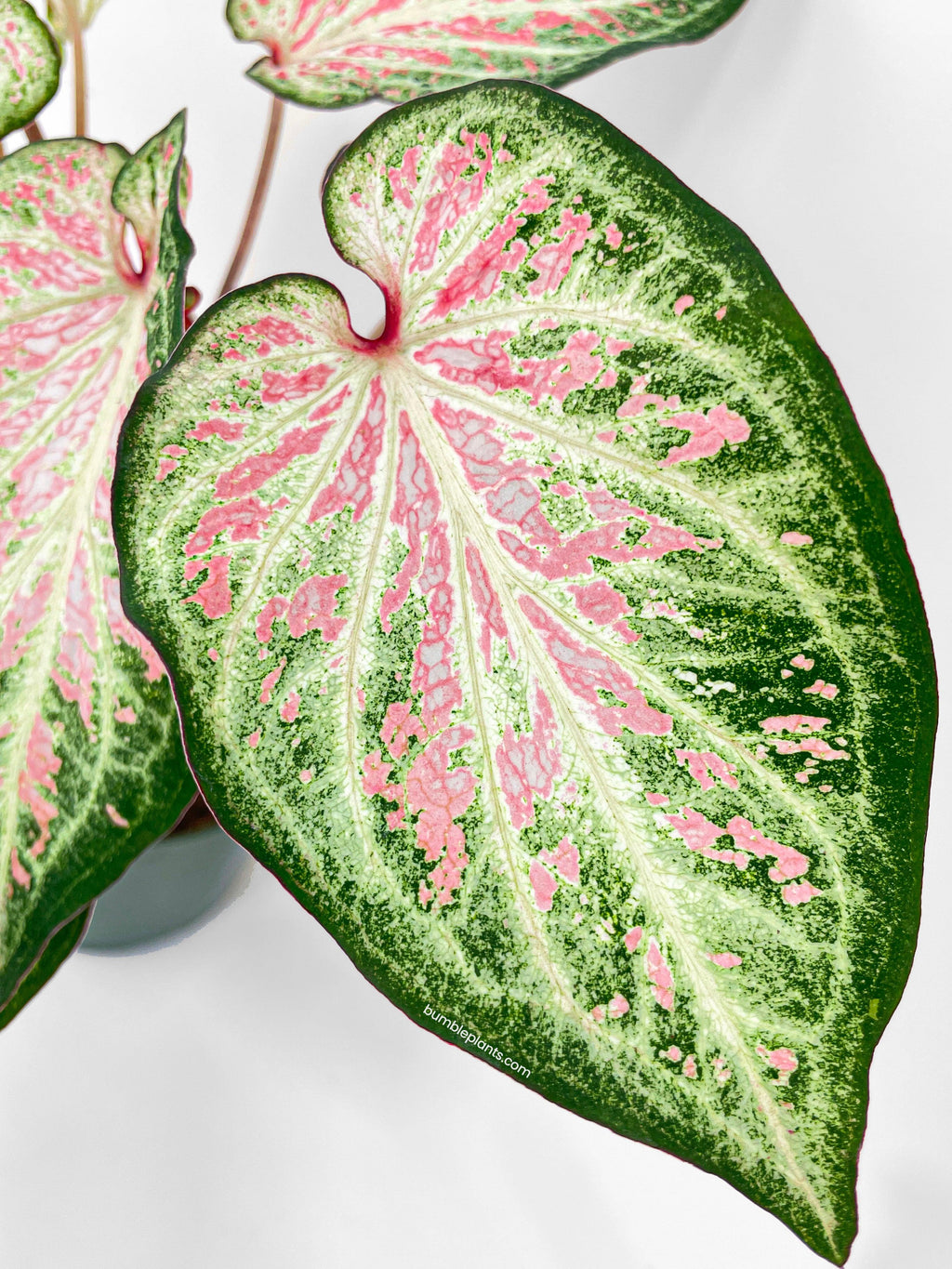 Bumble Plants Caladium Candyland Pink & Green Angel Wings