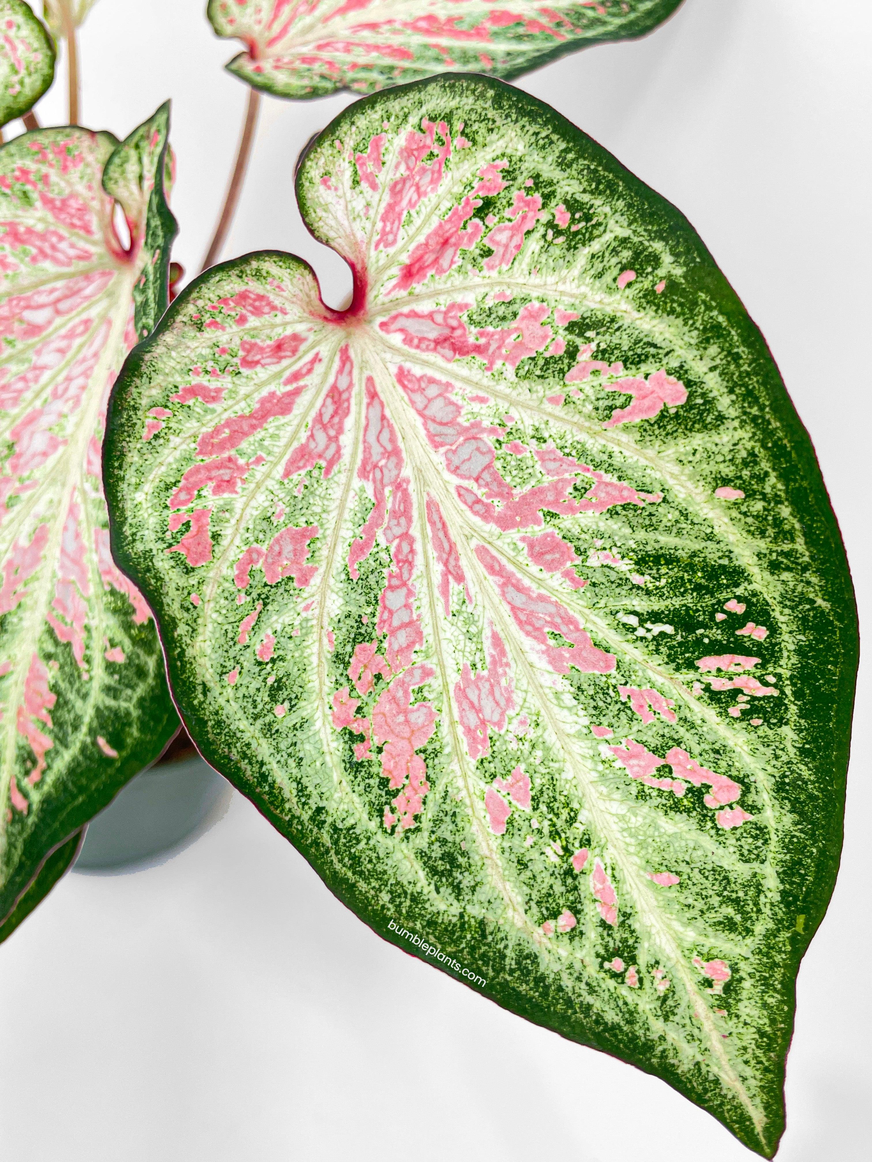 Bumble Plants Caladium Candyland Pink & Green Angel Wings