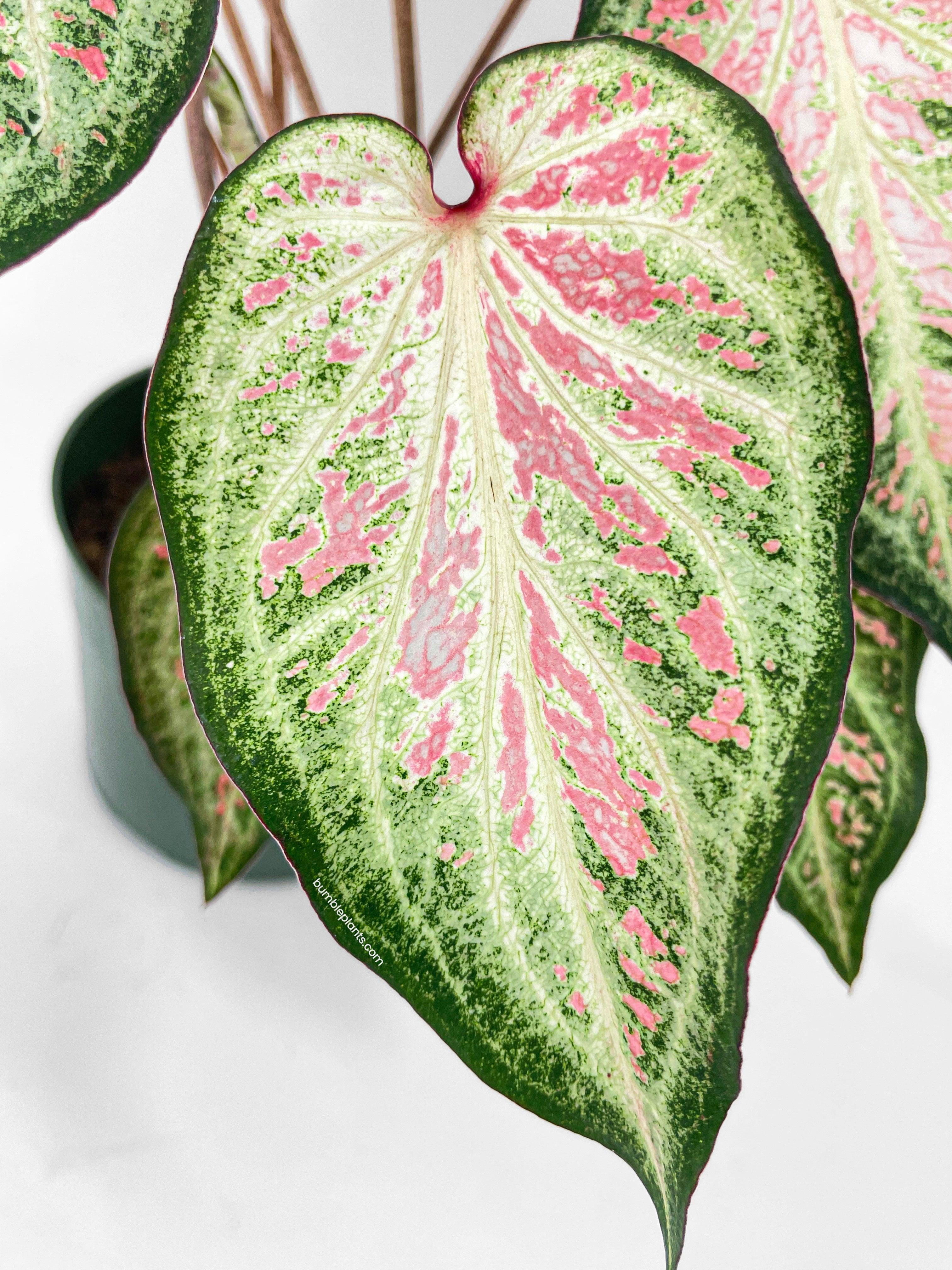 Bumble Plants Caladium Candyland Pink & Green Angel Wings