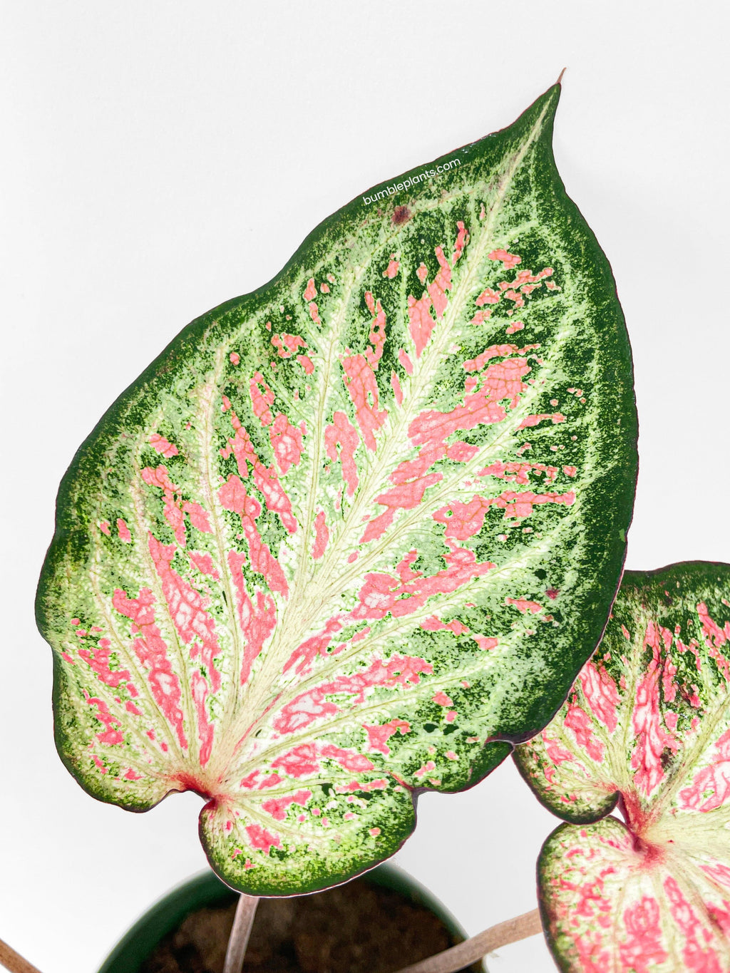 Bumble Plants Caladium Candyland Pink & Green Angel Wings