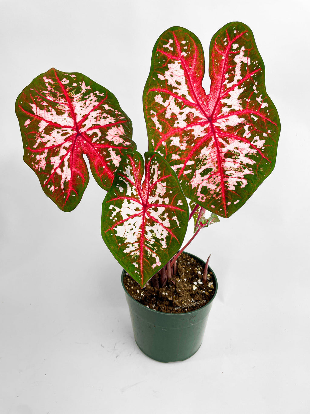 Bumble Plants Caladium Carolyn Whorton