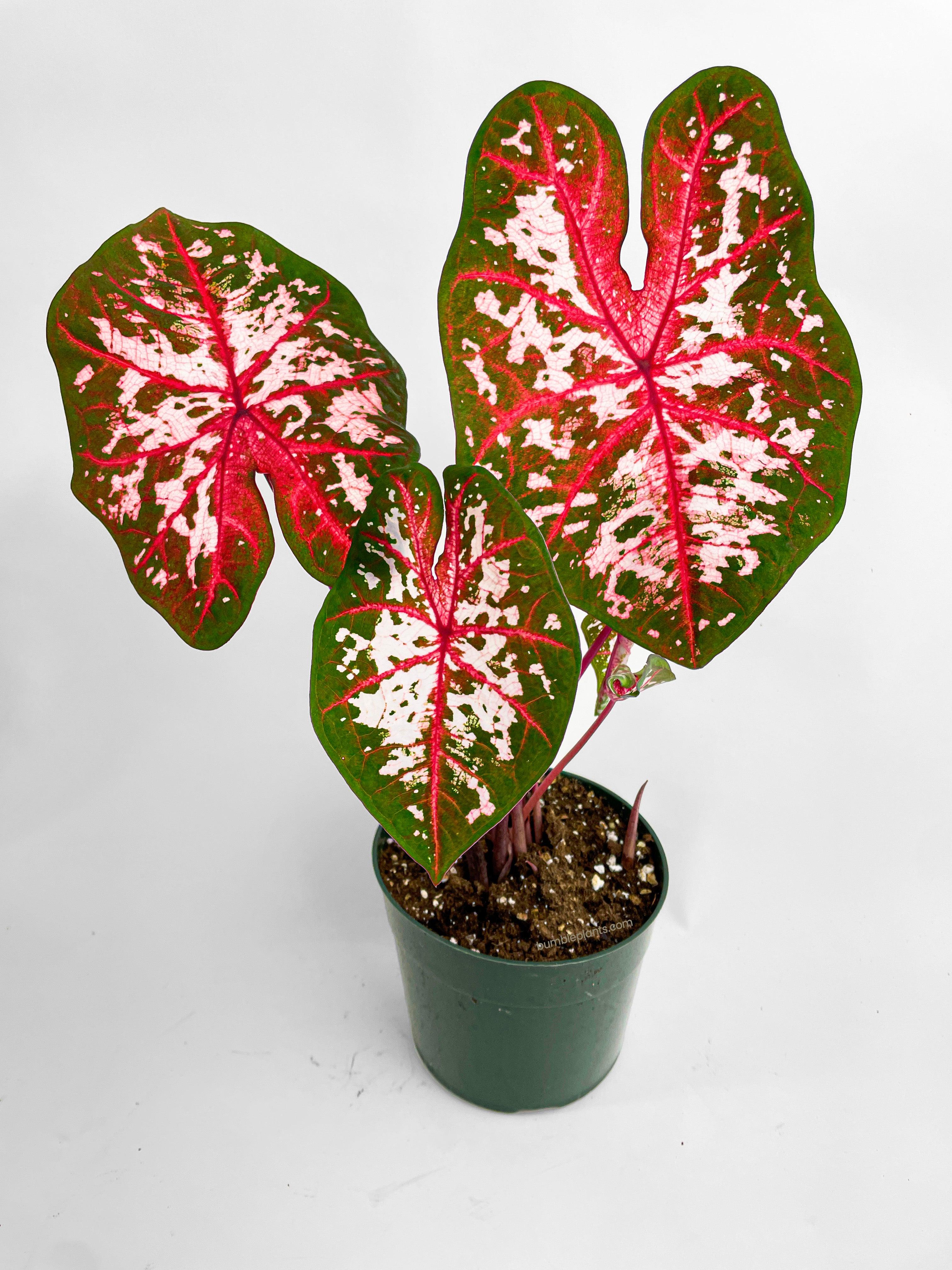 Bumble Plants Caladium Carolyn Whorton