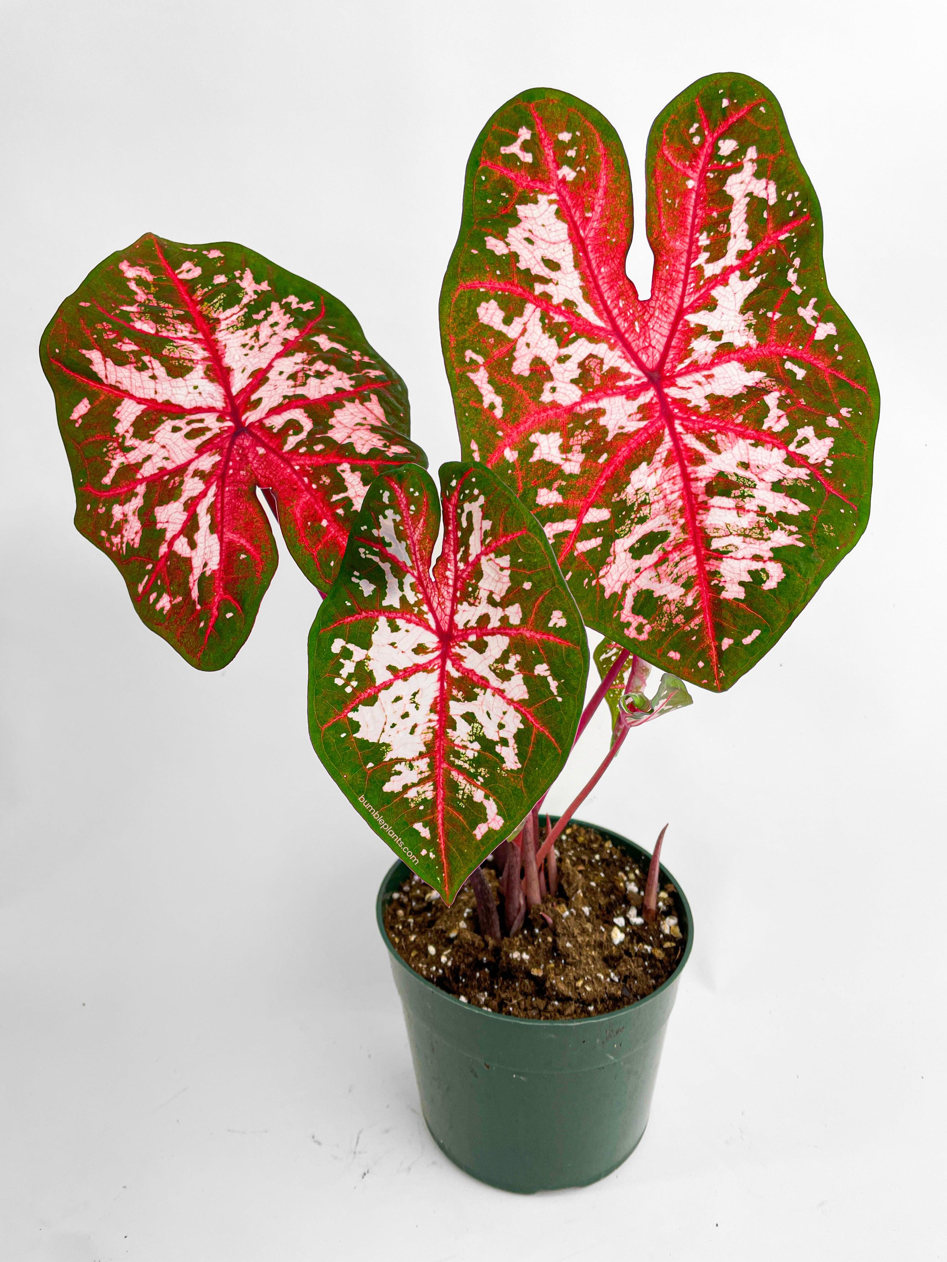 Bumble Plants Caladium Carolyn Whorton