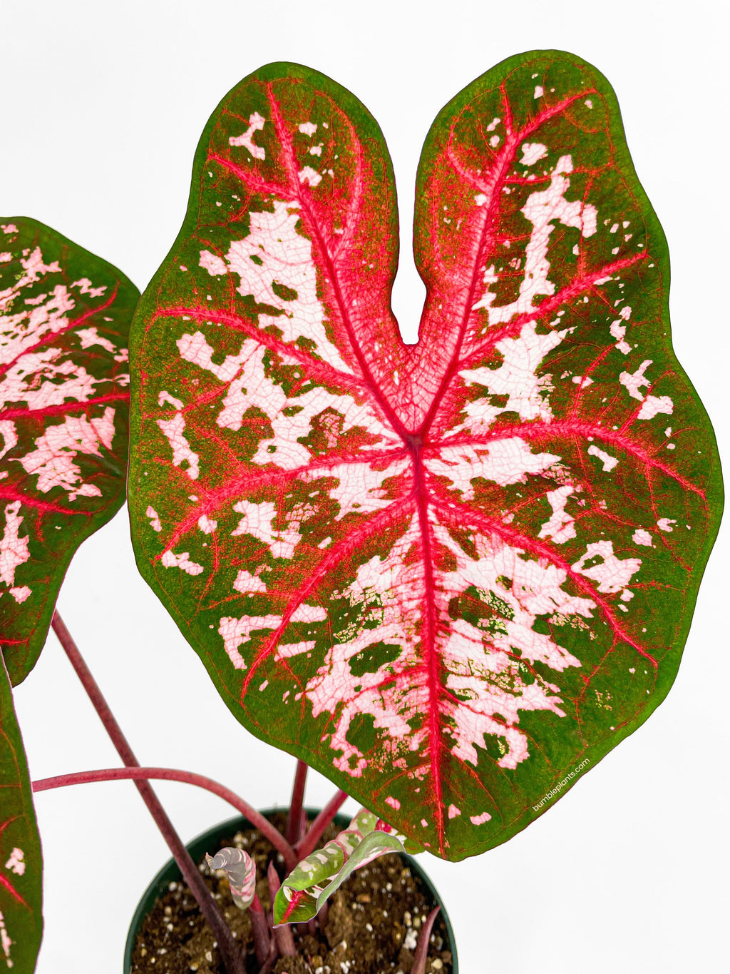 Bumble Plants Caladium Carolyn Whorton
