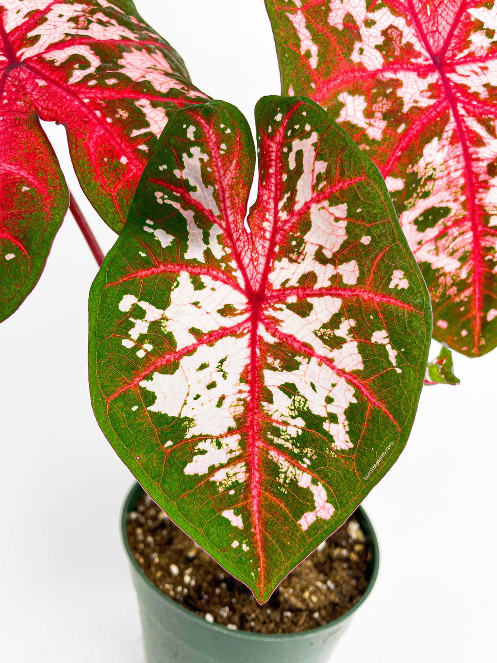 Bumble Plants Caladium Carolyn Whorton