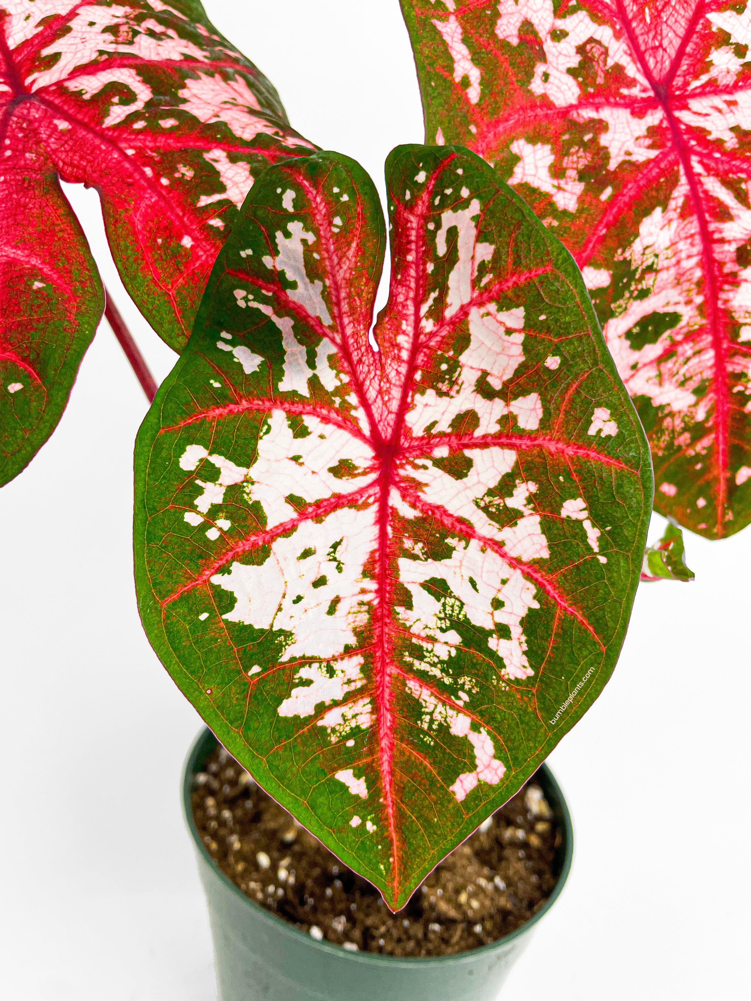 Bumble Plants Caladium Carolyn Whorton