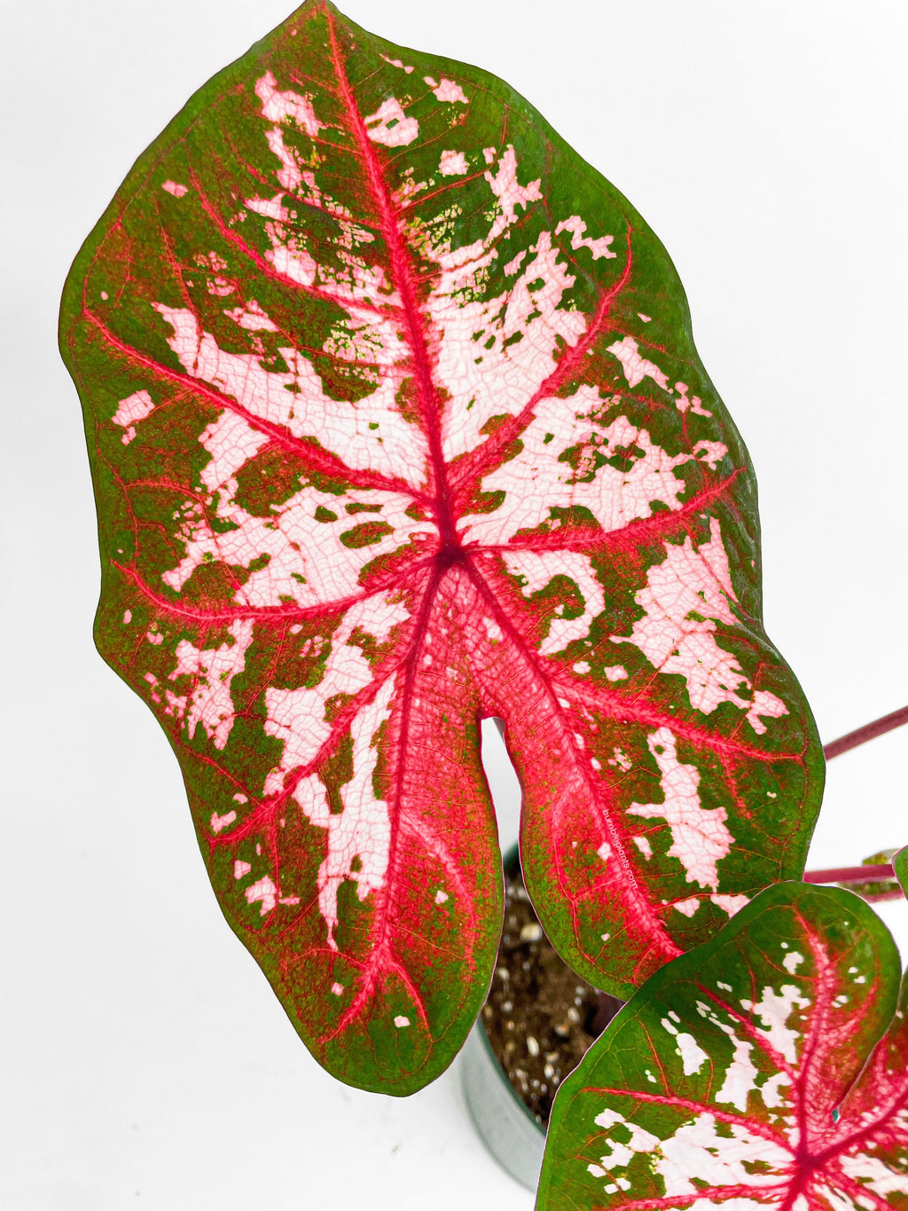 Bumble Plants Caladium Carolyn Whorton
