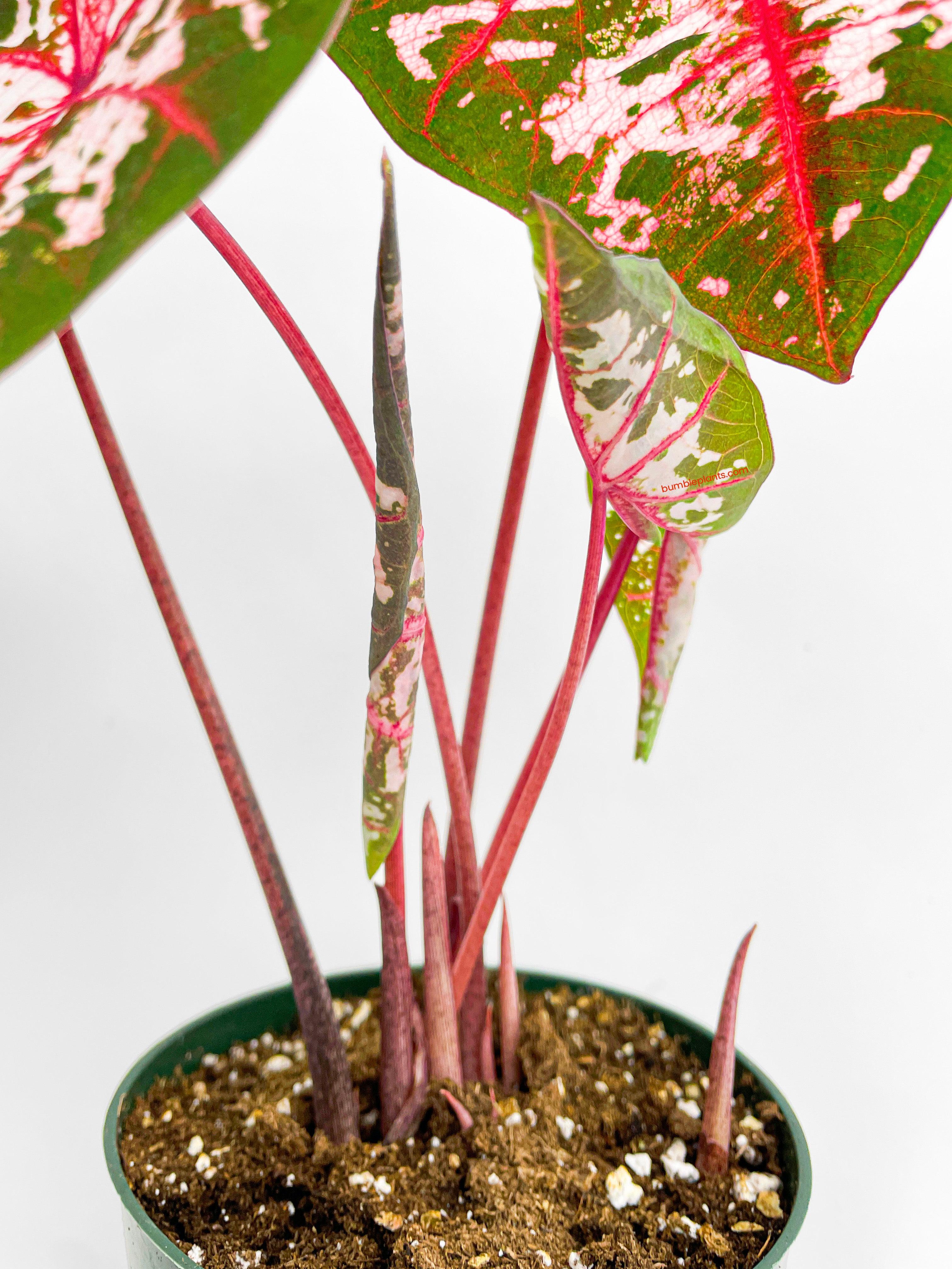 Bumble Plants Caladium Carolyn Whorton