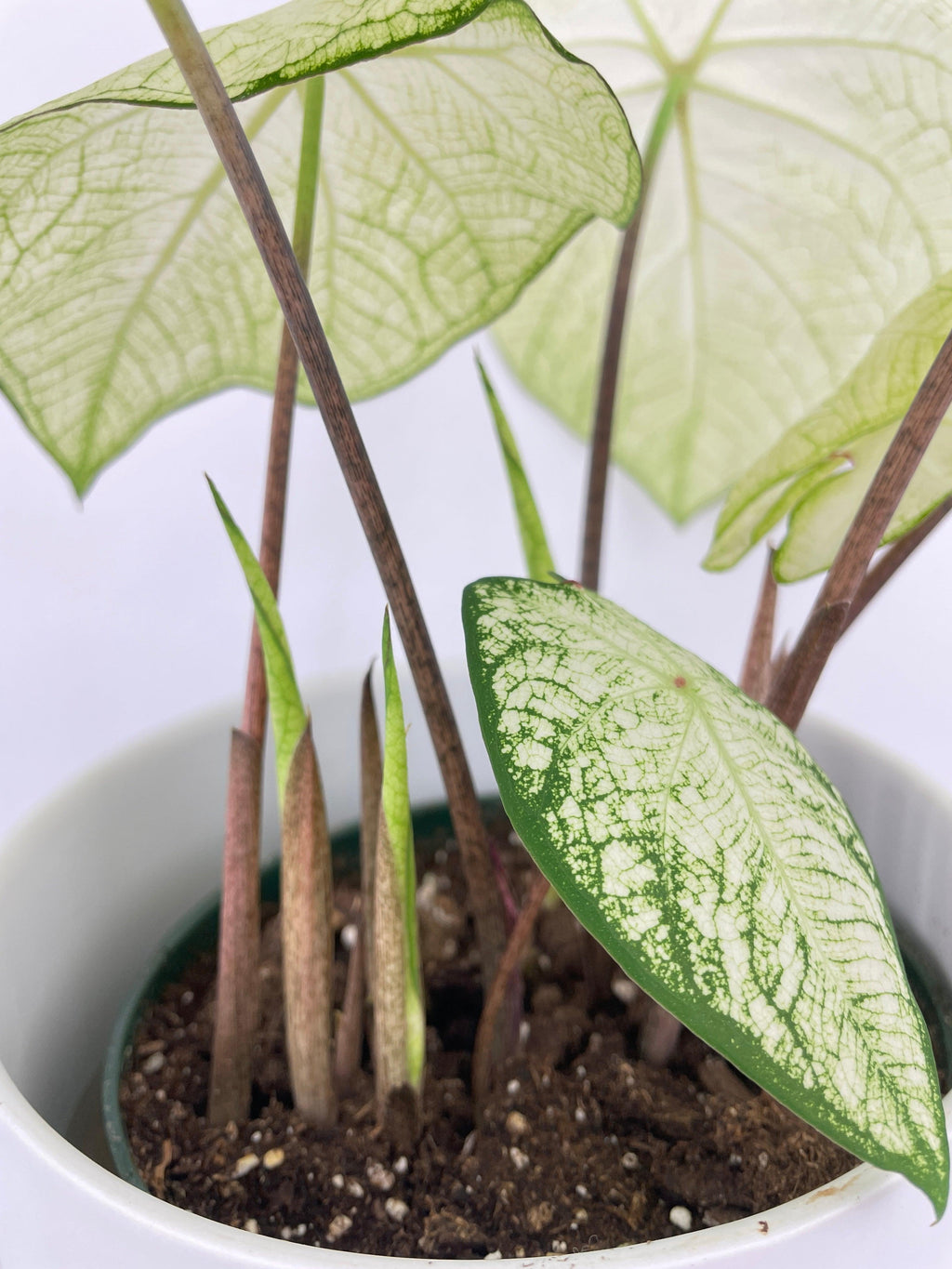 Caladium Florida Moonlight | Heirloom Boulevard