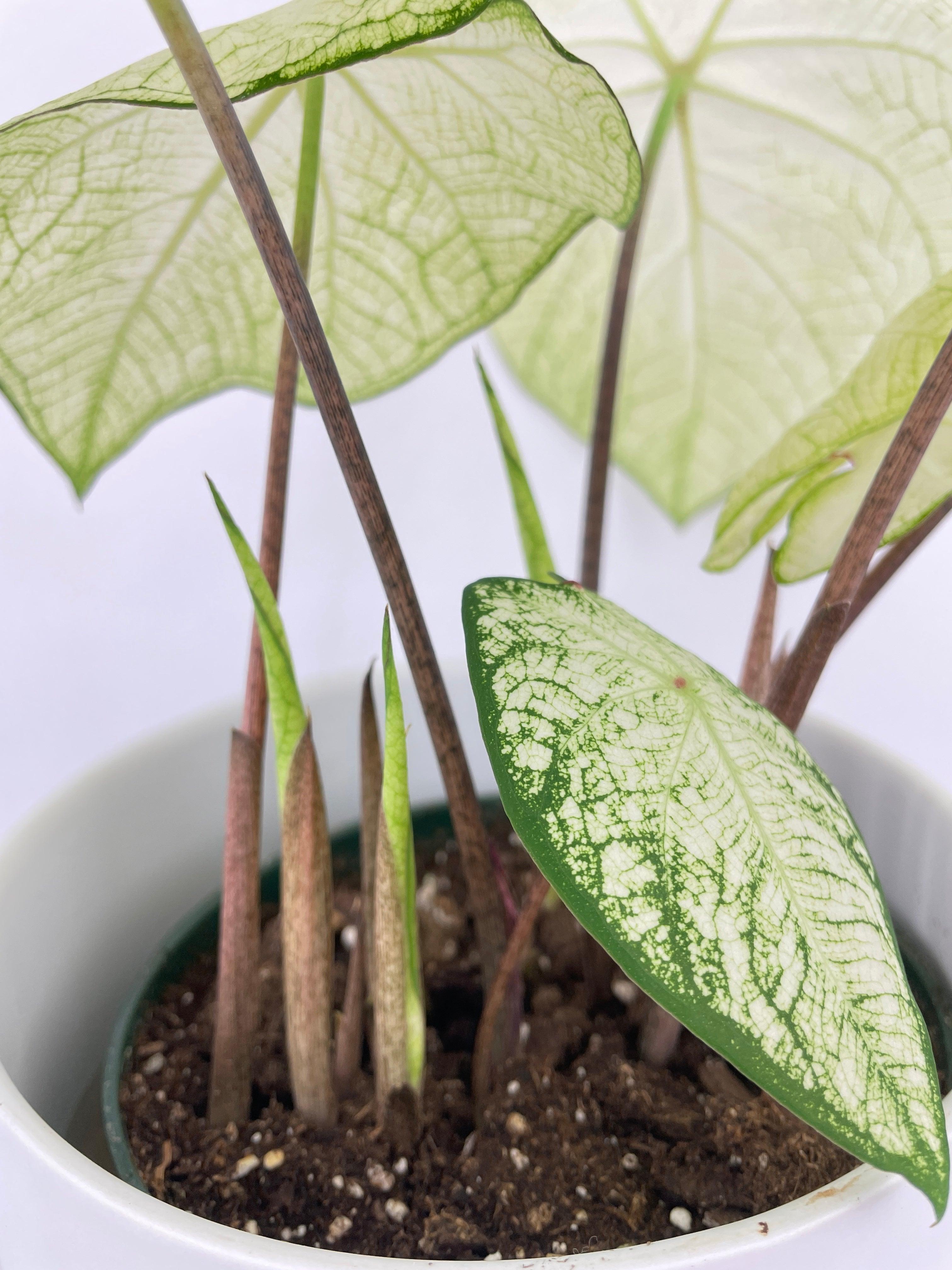 Caladium Florida Moonlight | Heirloom Boulevard