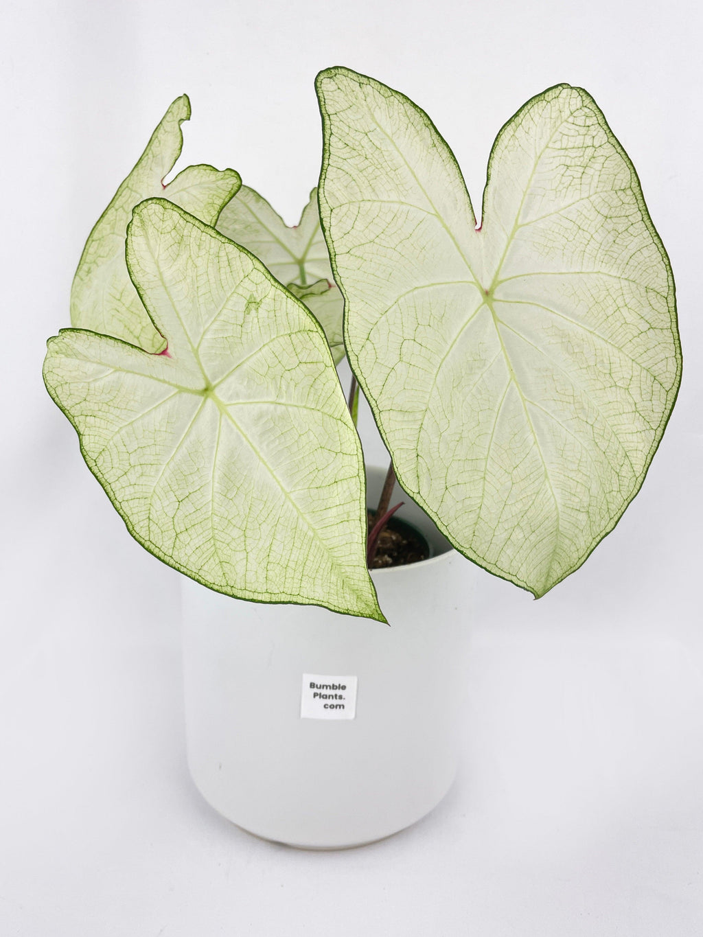Caladium Florida Moonlight | Heirloom Boulevard