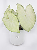 Bumble Plants Caladium Florida Moonlight | Heirloom Boulevard