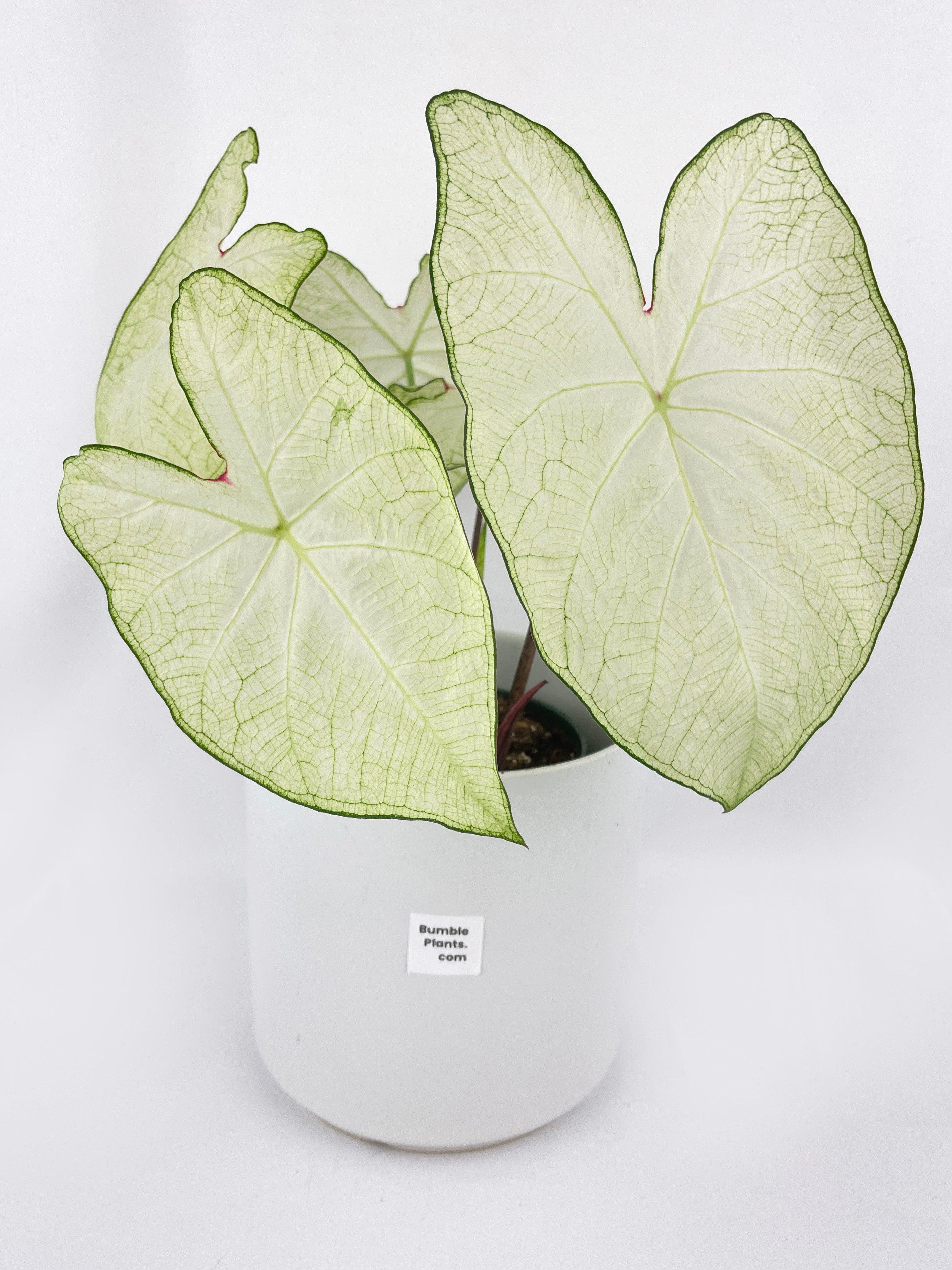 Caladium Florida Moonlight | Heirloom Boulevard
