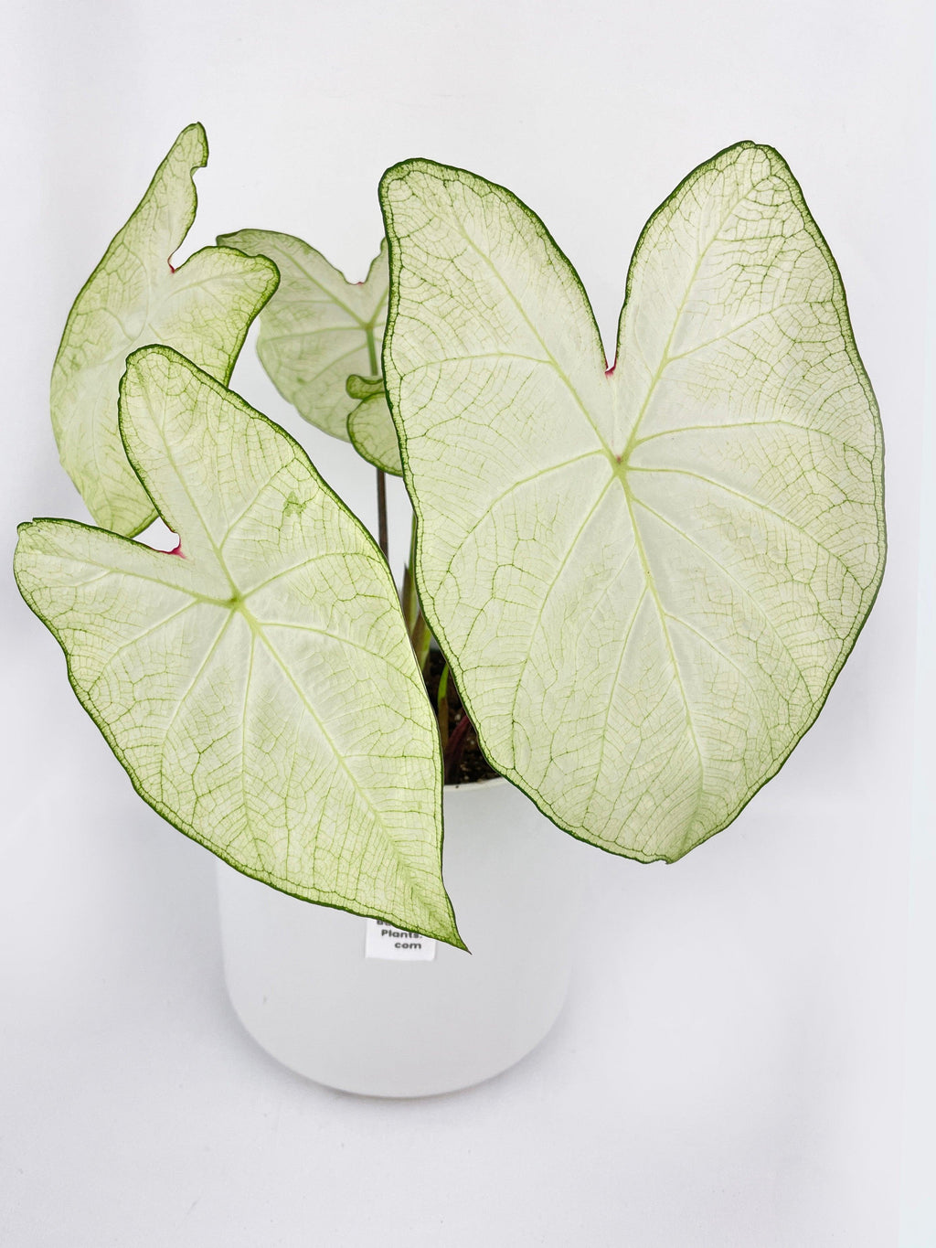 Caladium Florida Moonlight | Heirloom Boulevard