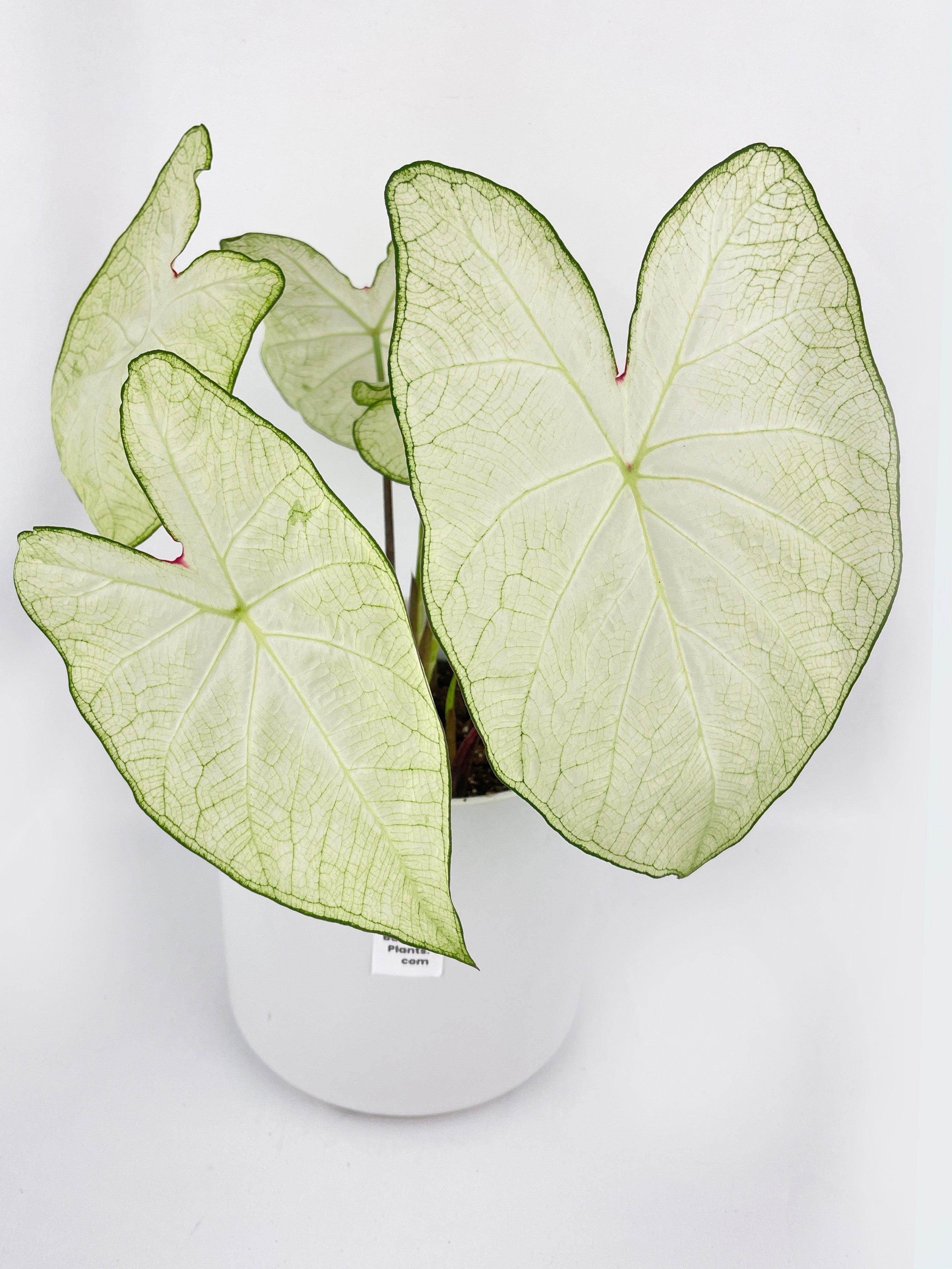 Caladium Florida Moonlight | Heirloom Boulevard