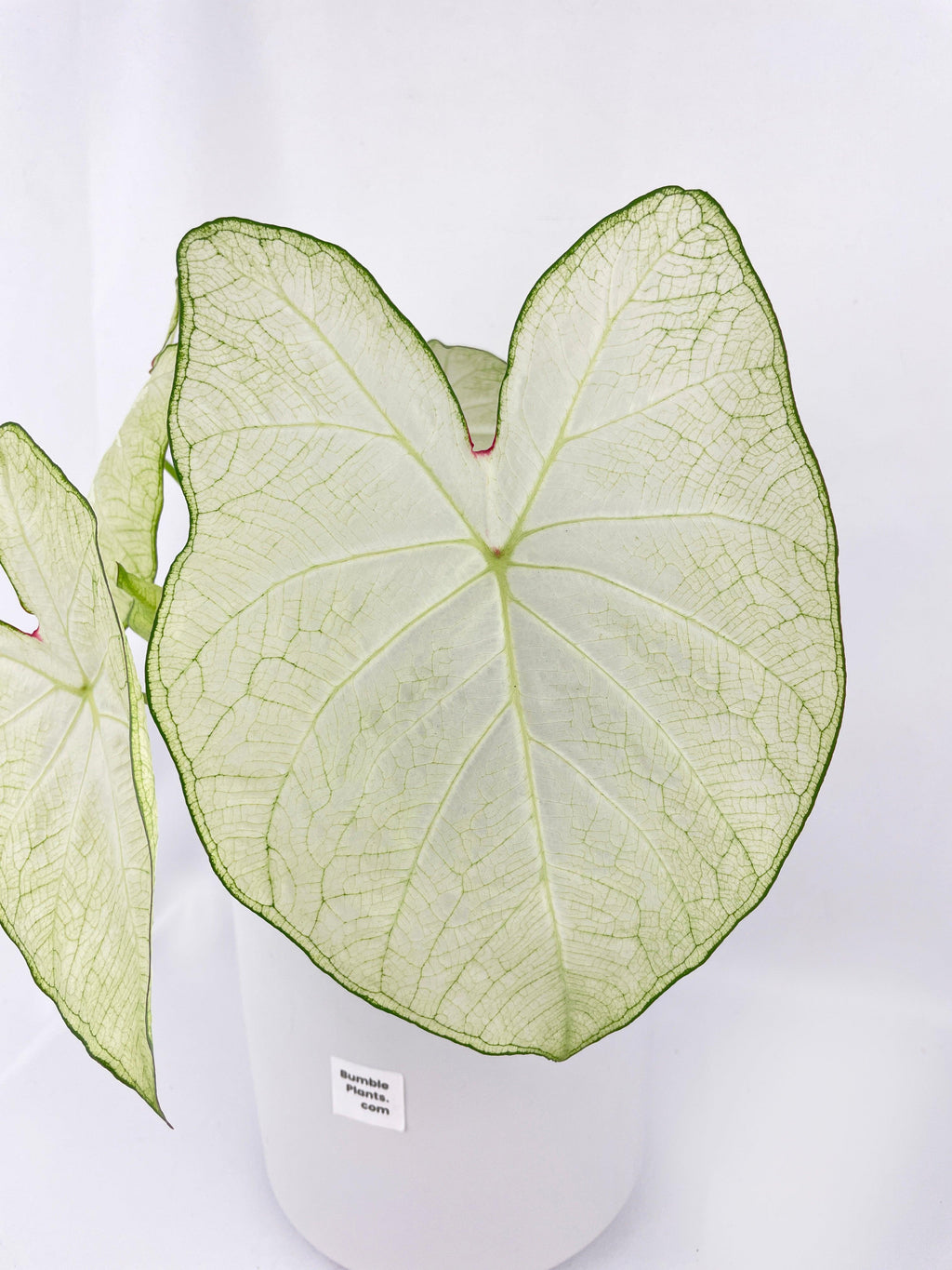 Caladium Florida Moonlight | Heirloom Boulevard