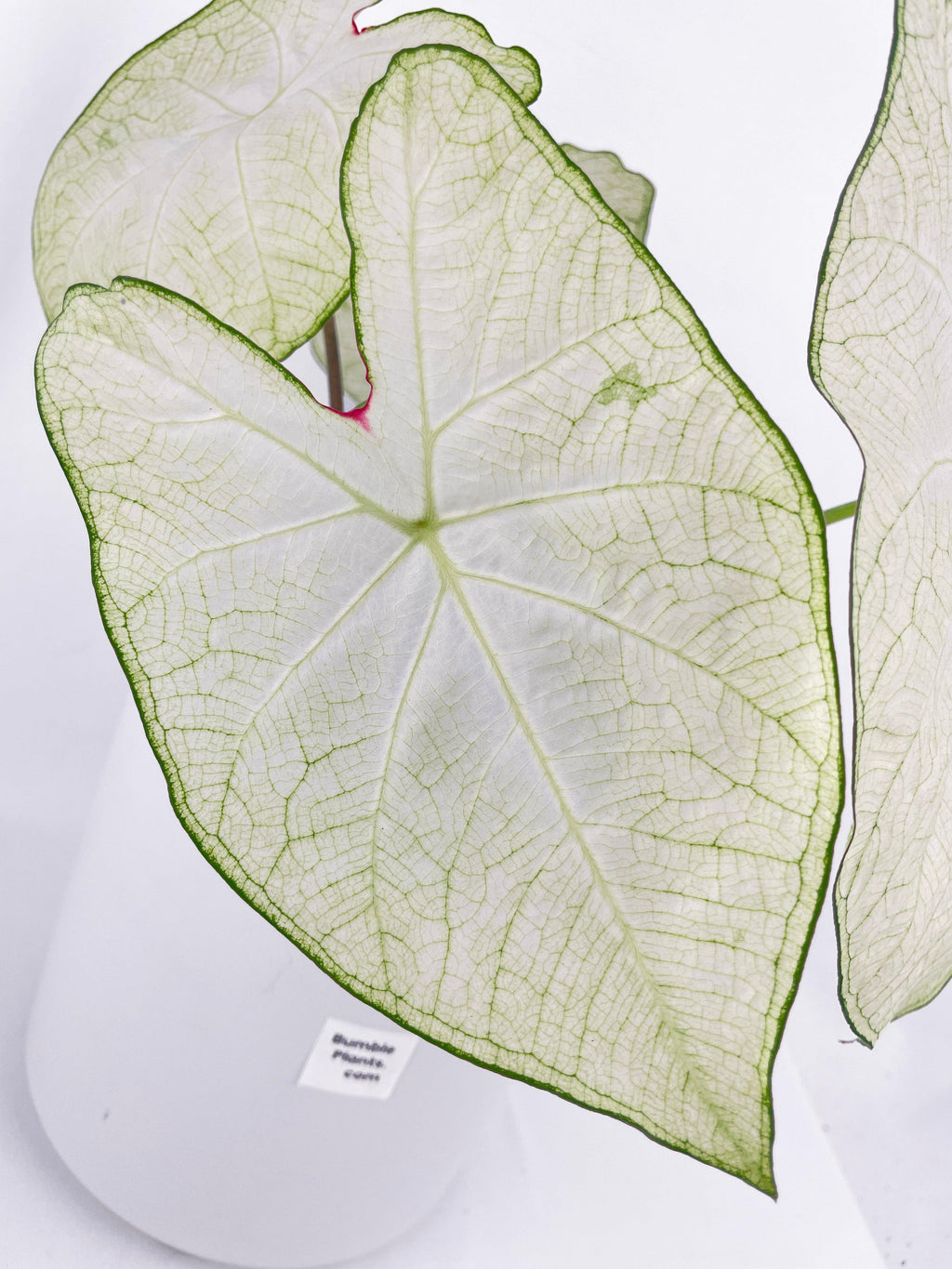 Caladium Florida Moonlight | Heirloom Boulevard