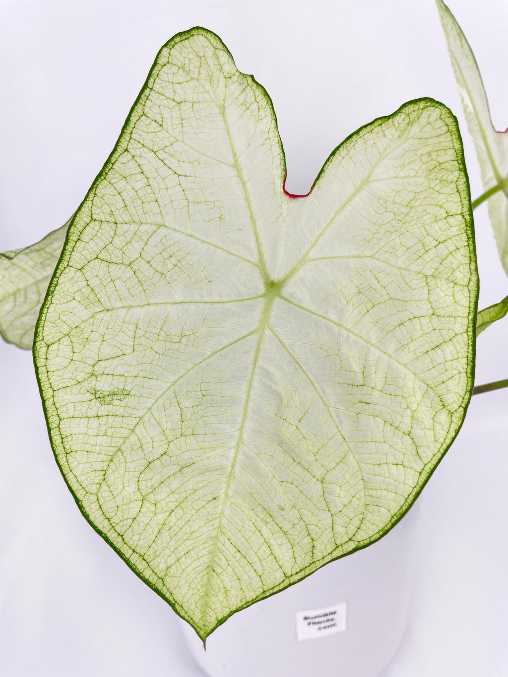 Caladium Florida Moonlight | Heirloom Boulevard