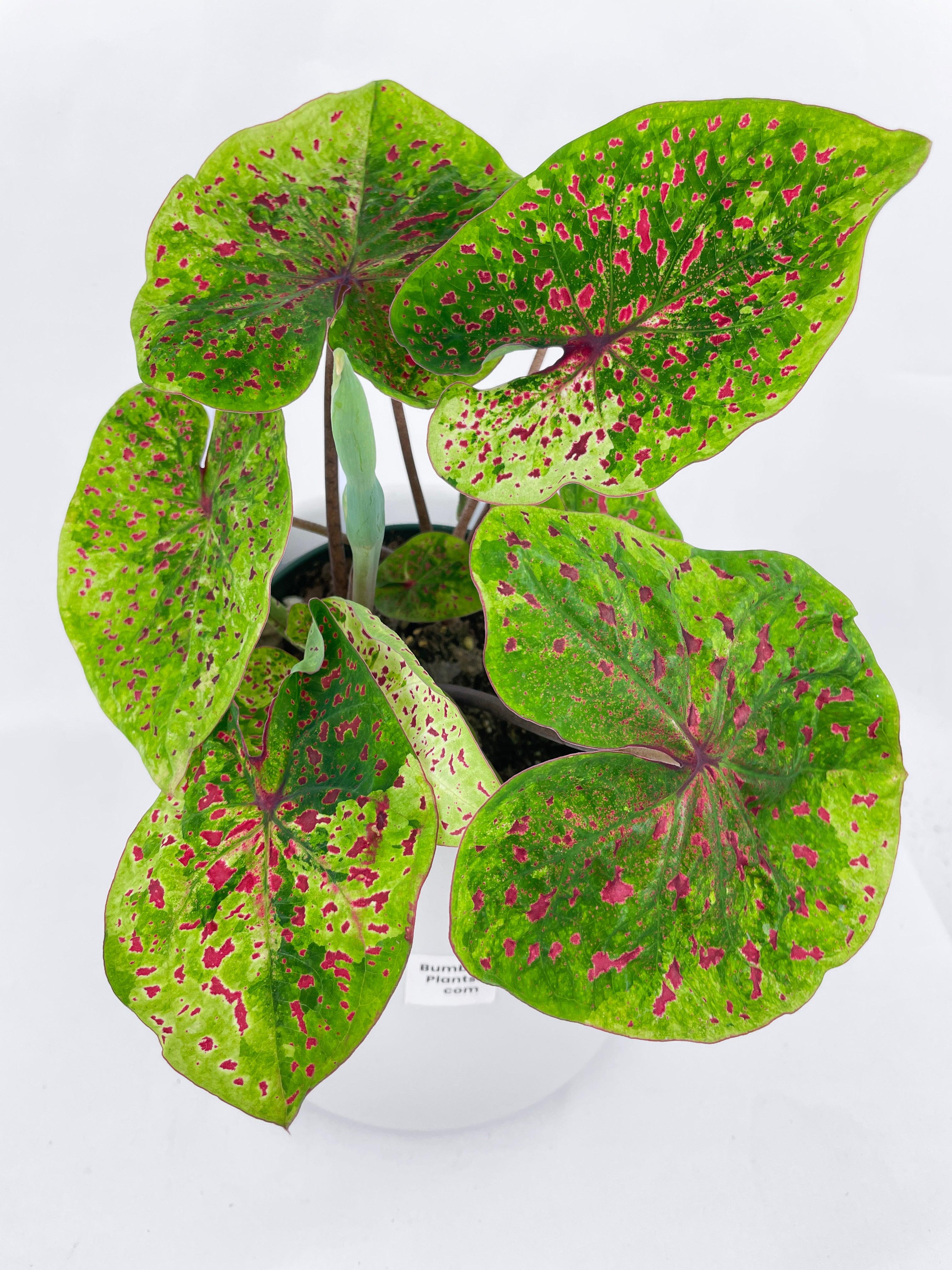 Bumble Plants Caladium Miss Muffet