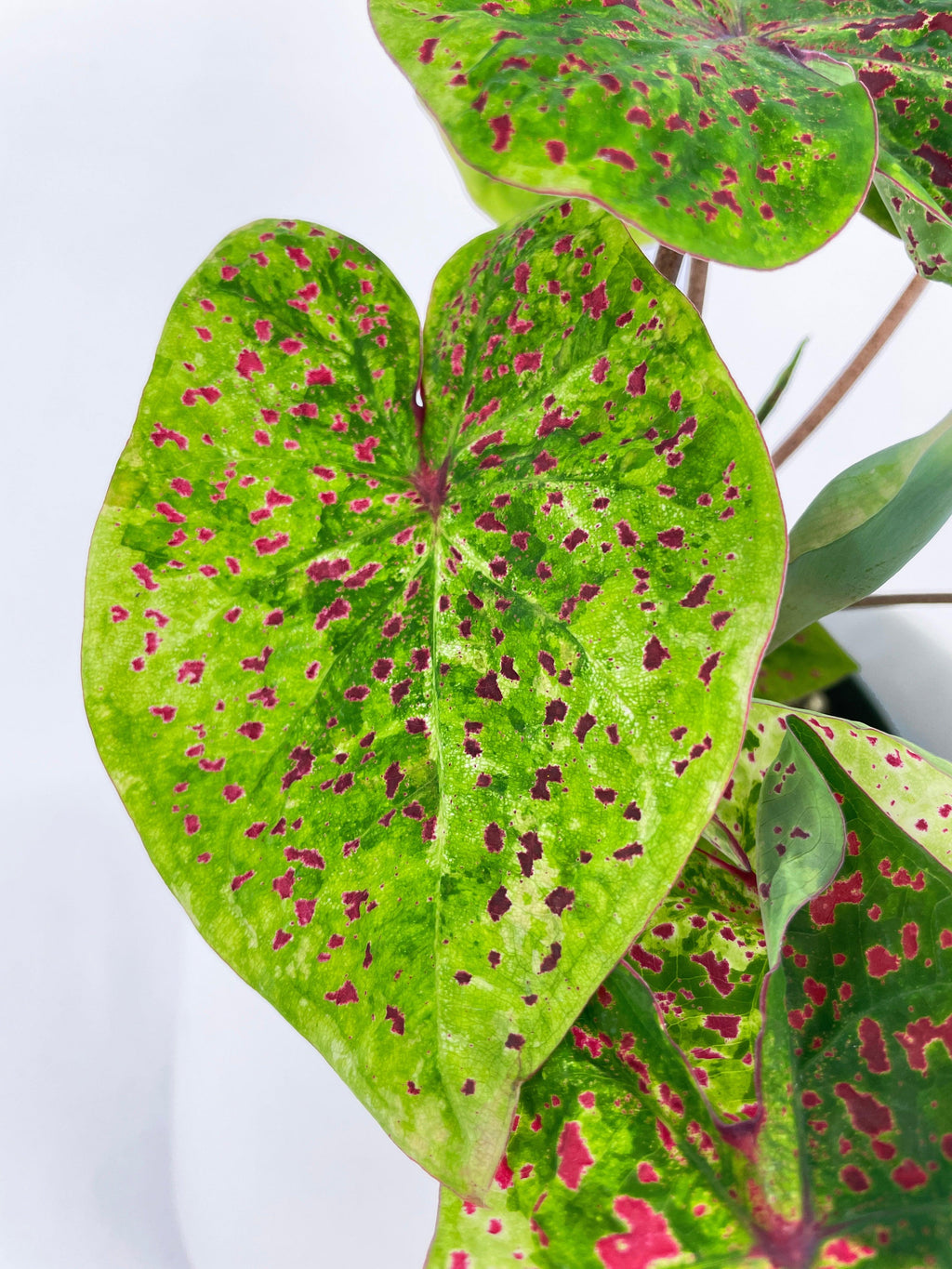 Bumble Plants Caladium Miss Muffet