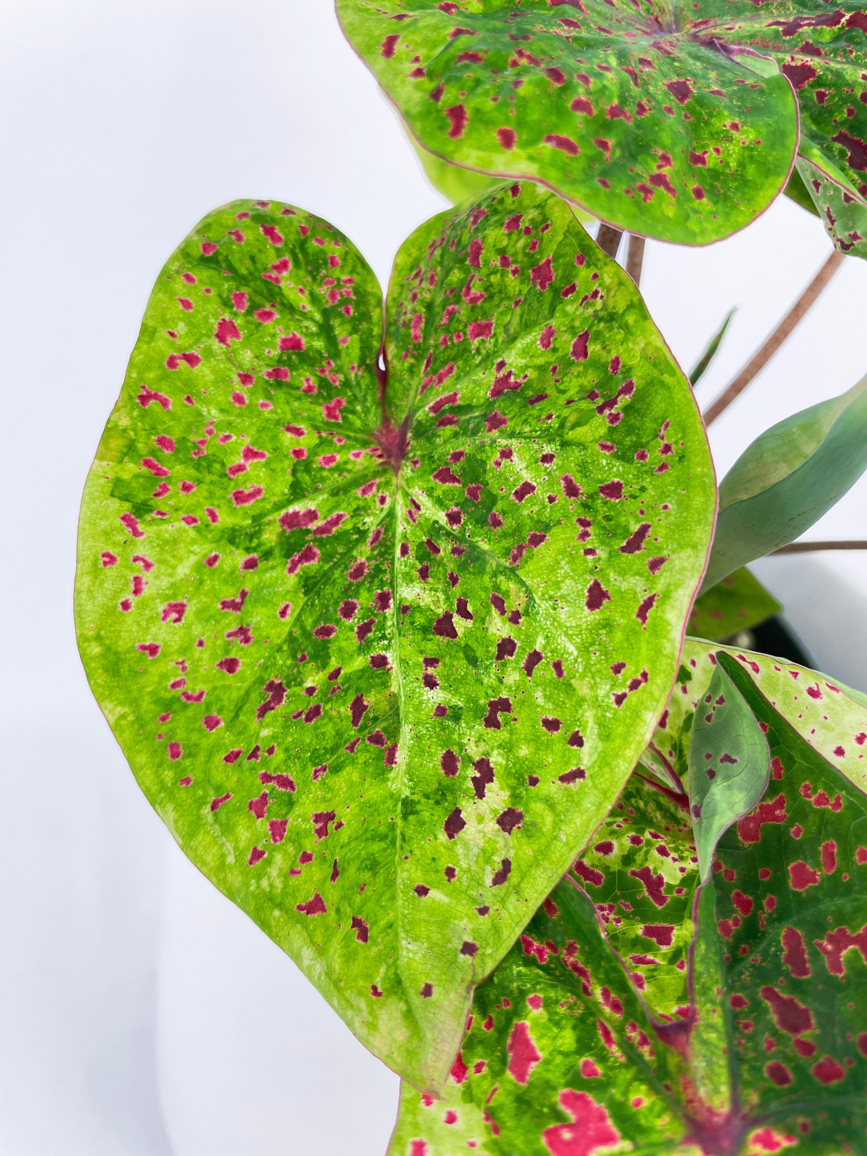 Bumble Plants Caladium Miss Muffet