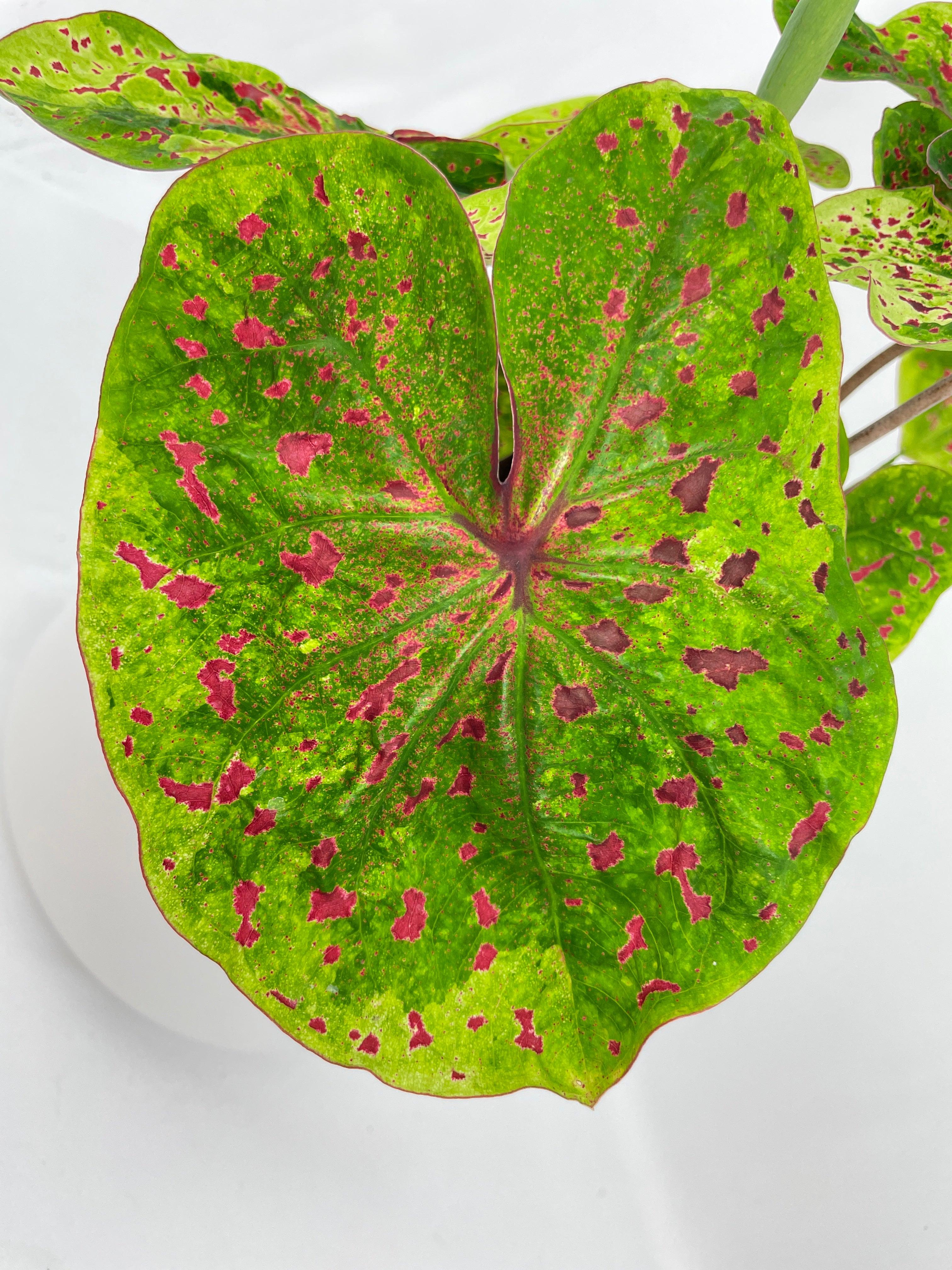 Bumble Plants Caladium Miss Muffet