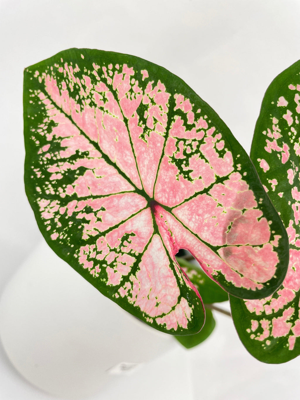 Caladium Pink Splash | Heirloom Boulevard