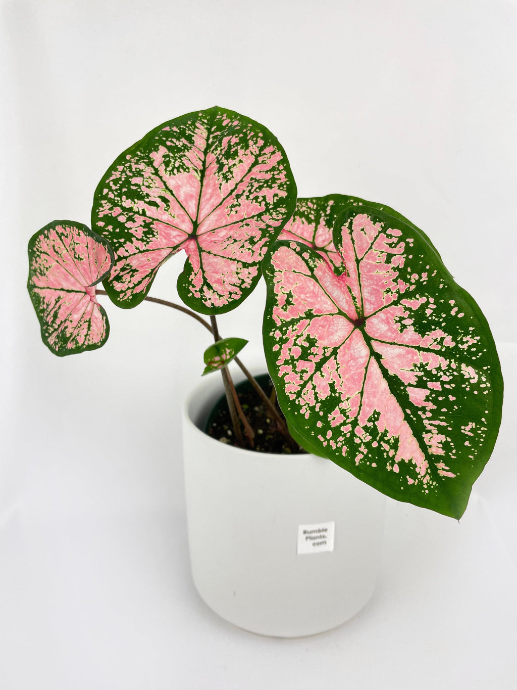Caladium Pink Splash | Heirloom Boulevard