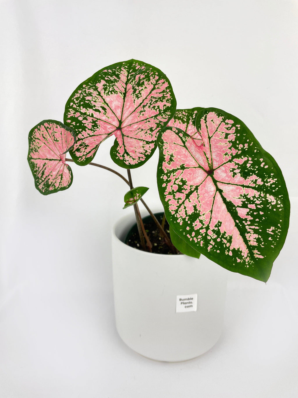 Caladium Pink Splash | Heirloom Boulevard