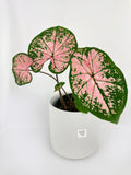 Bumble Plants Caladium Pink Splash | Heirloom Boulevard