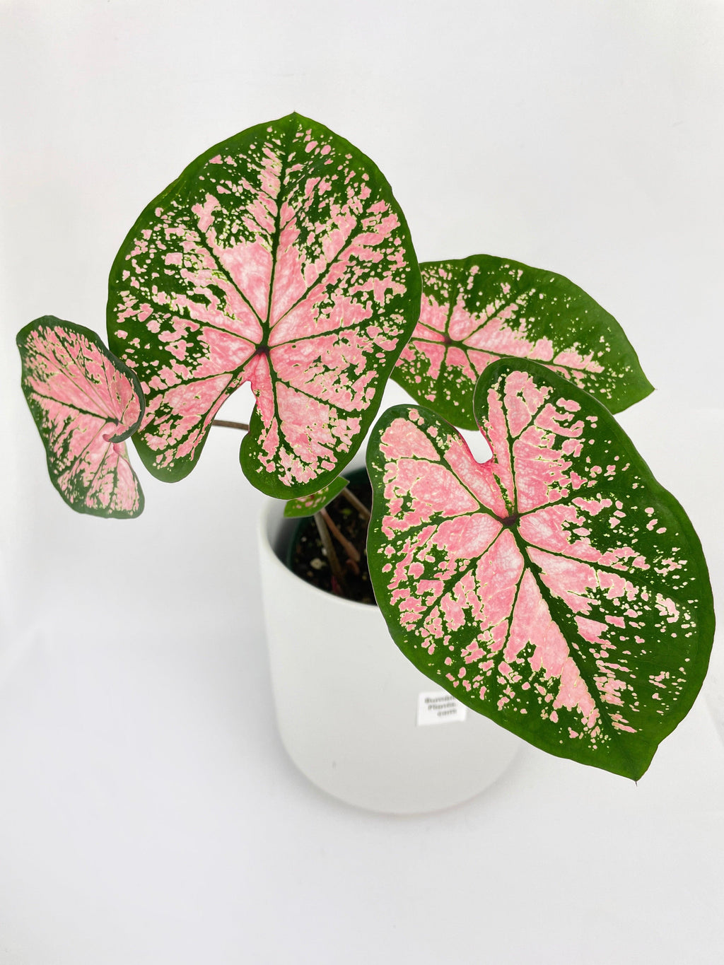 Caladium Pink Splash | Heirloom Boulevard