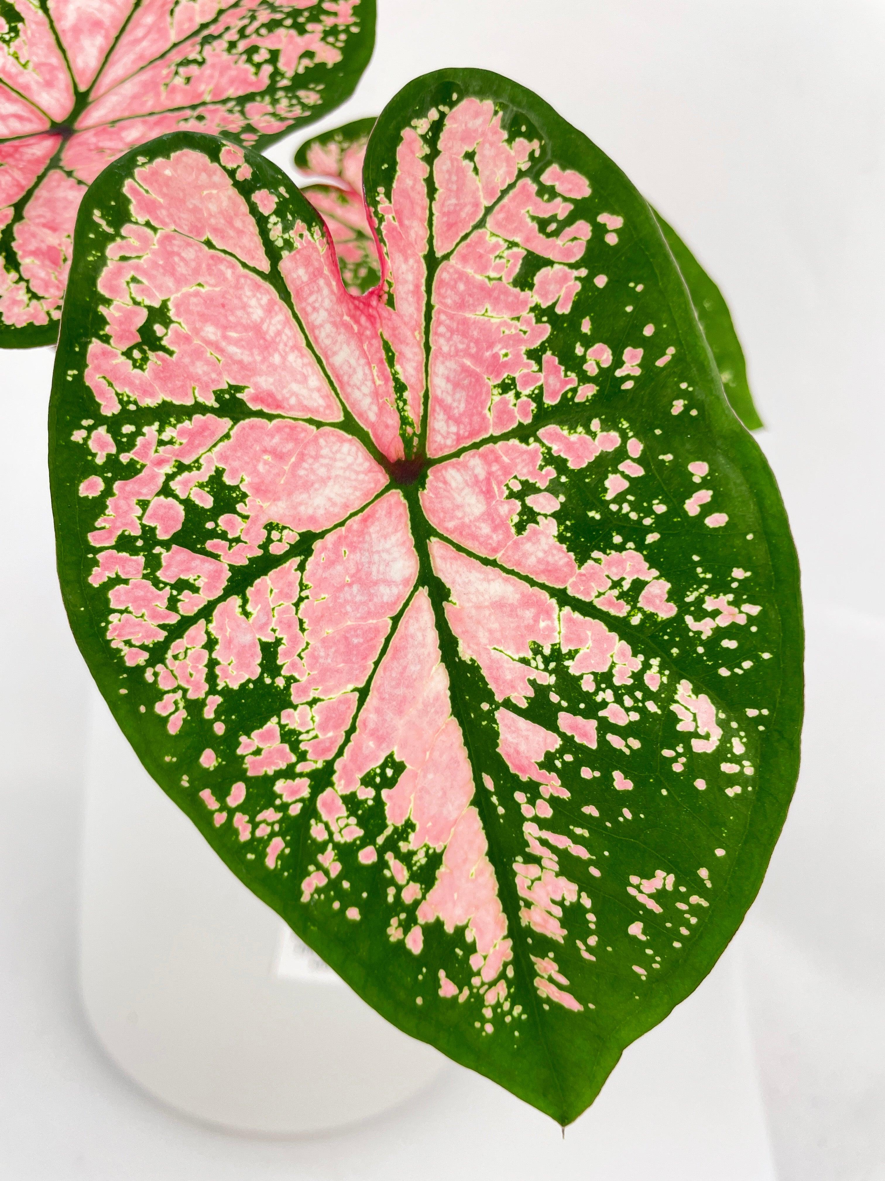 Caladium Pink Splash | Heirloom Boulevard