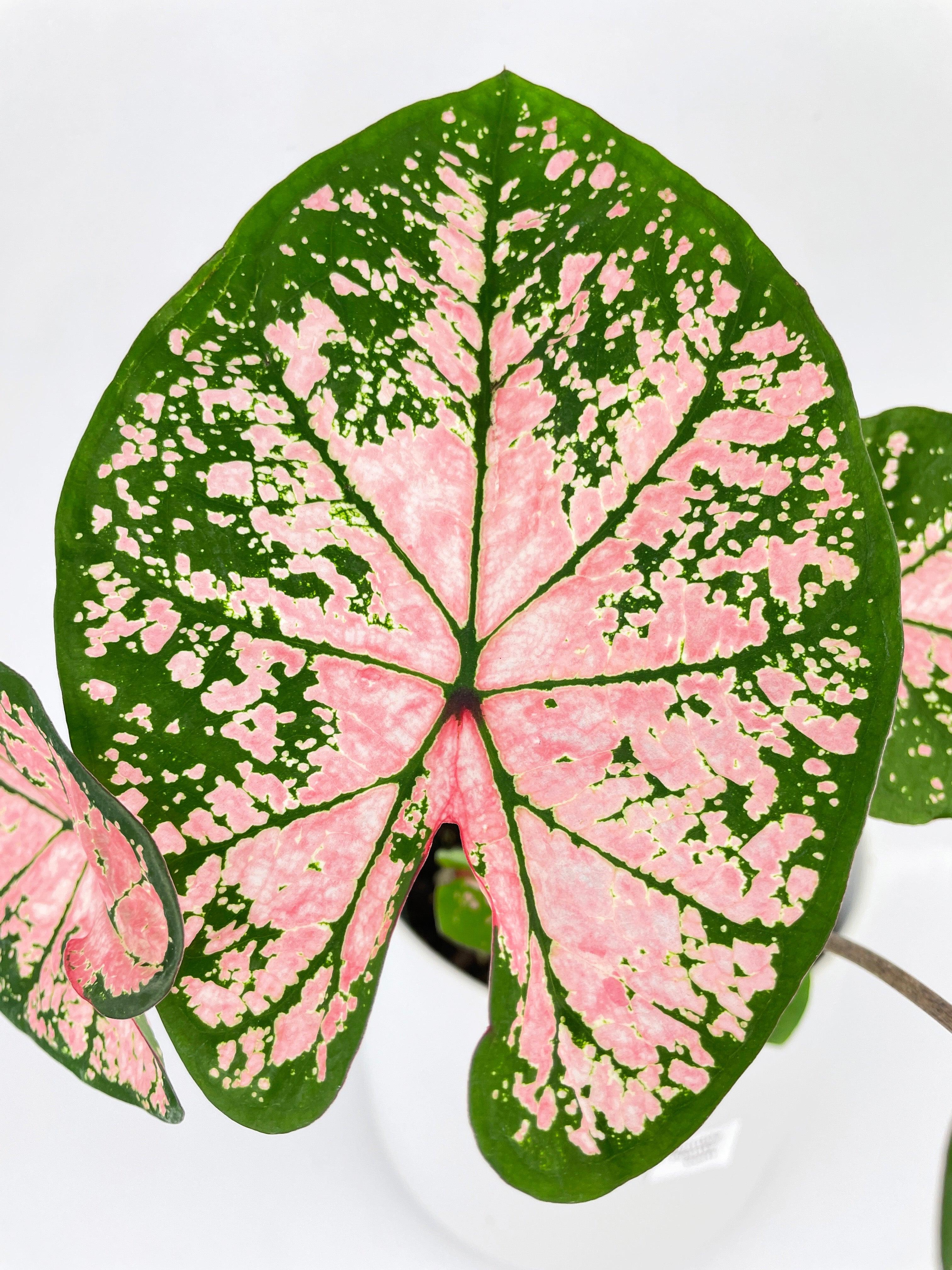 Caladium Pink Splash | Heirloom Boulevard