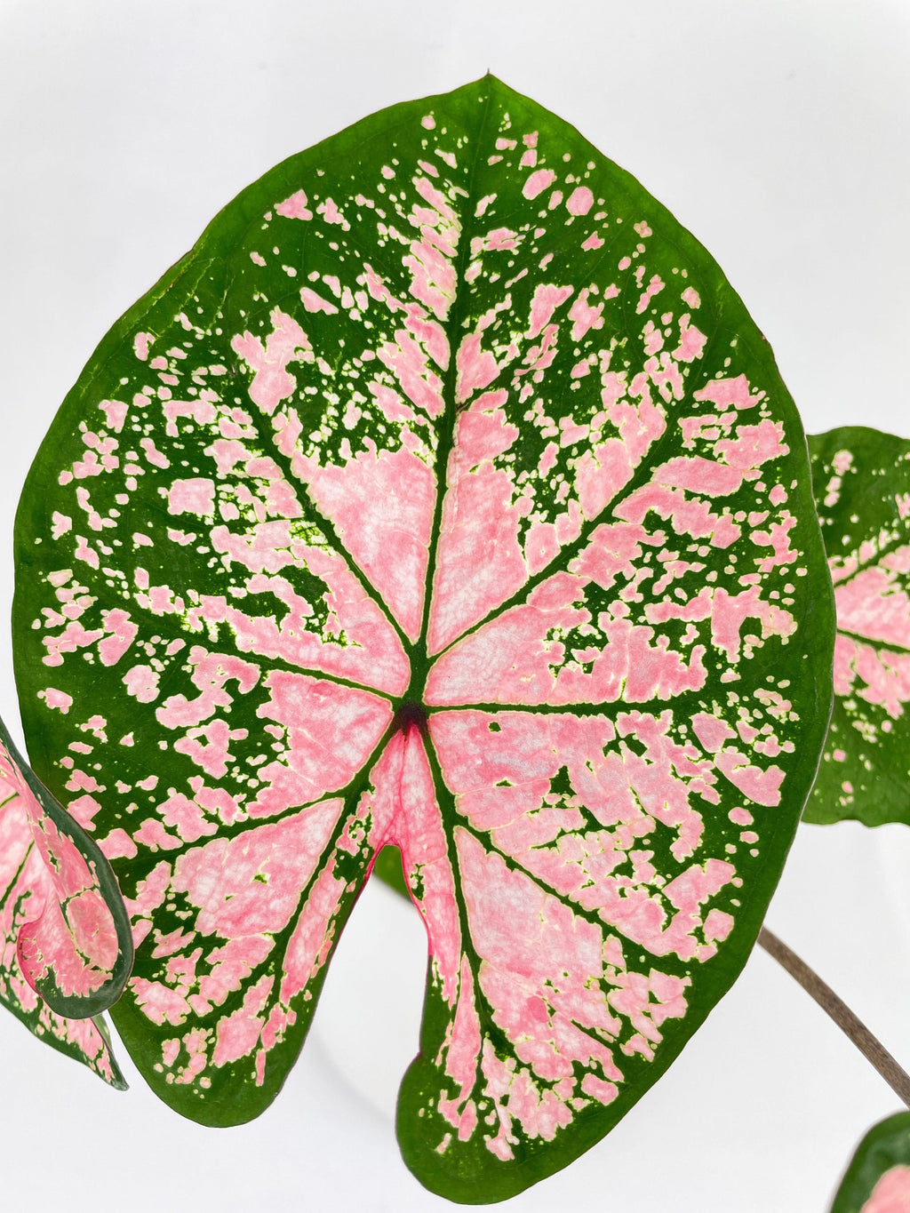 Caladium Pink Splash | Heirloom Boulevard