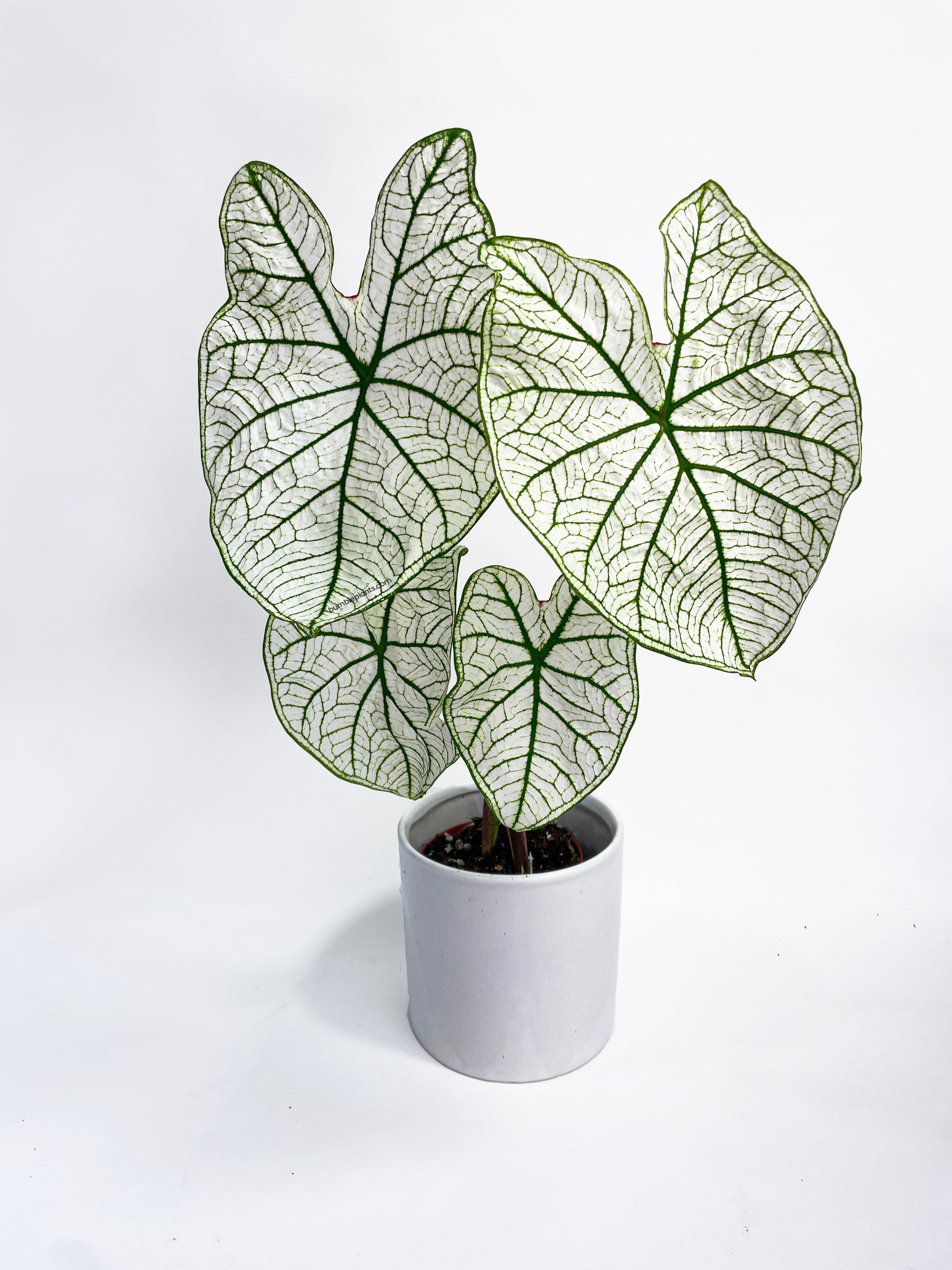 Bumble Plants Caladium 'White Christmas' Butterfly Wings