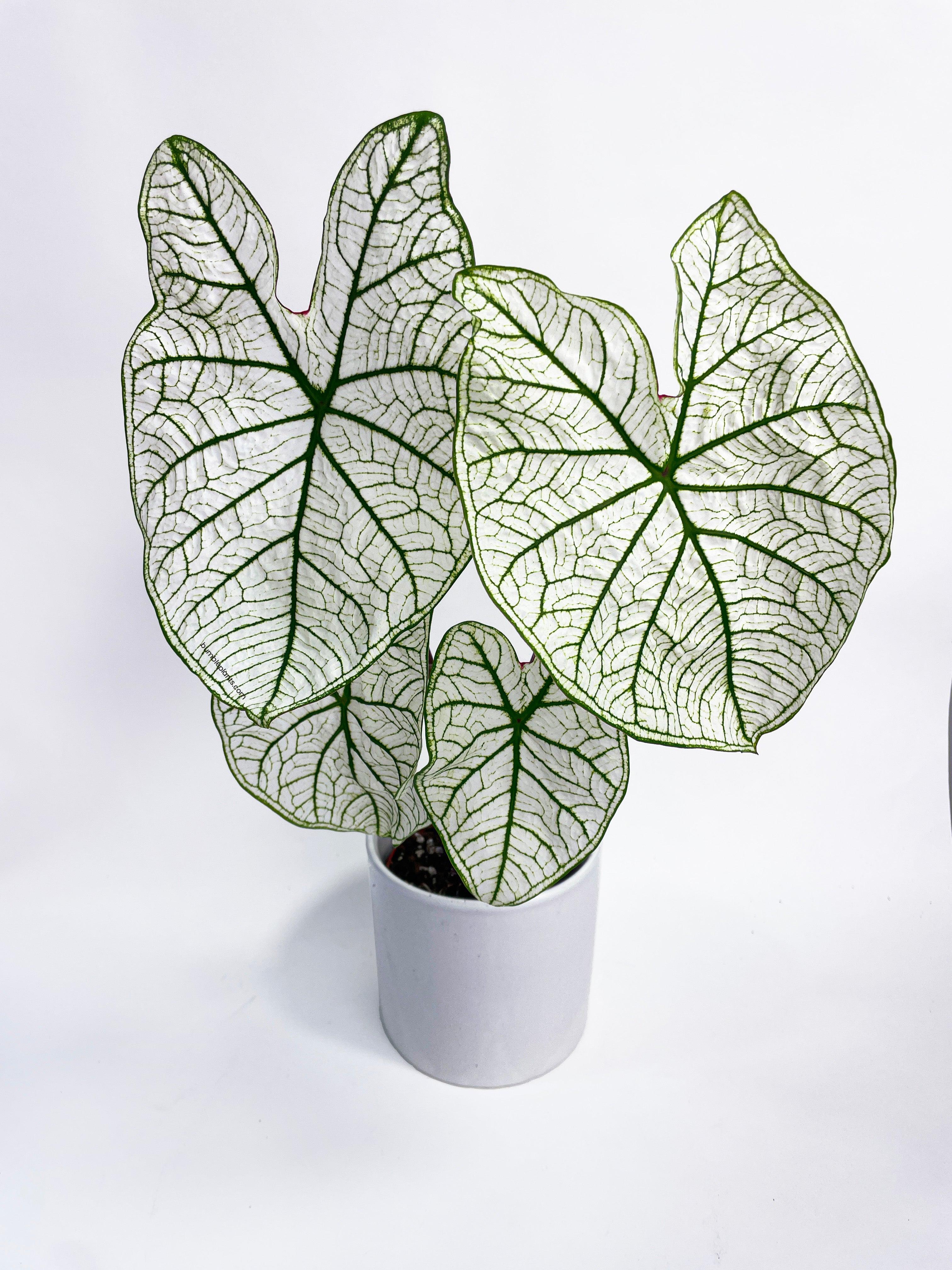 Bumble Plants Caladium 'White Christmas' Butterfly Wings