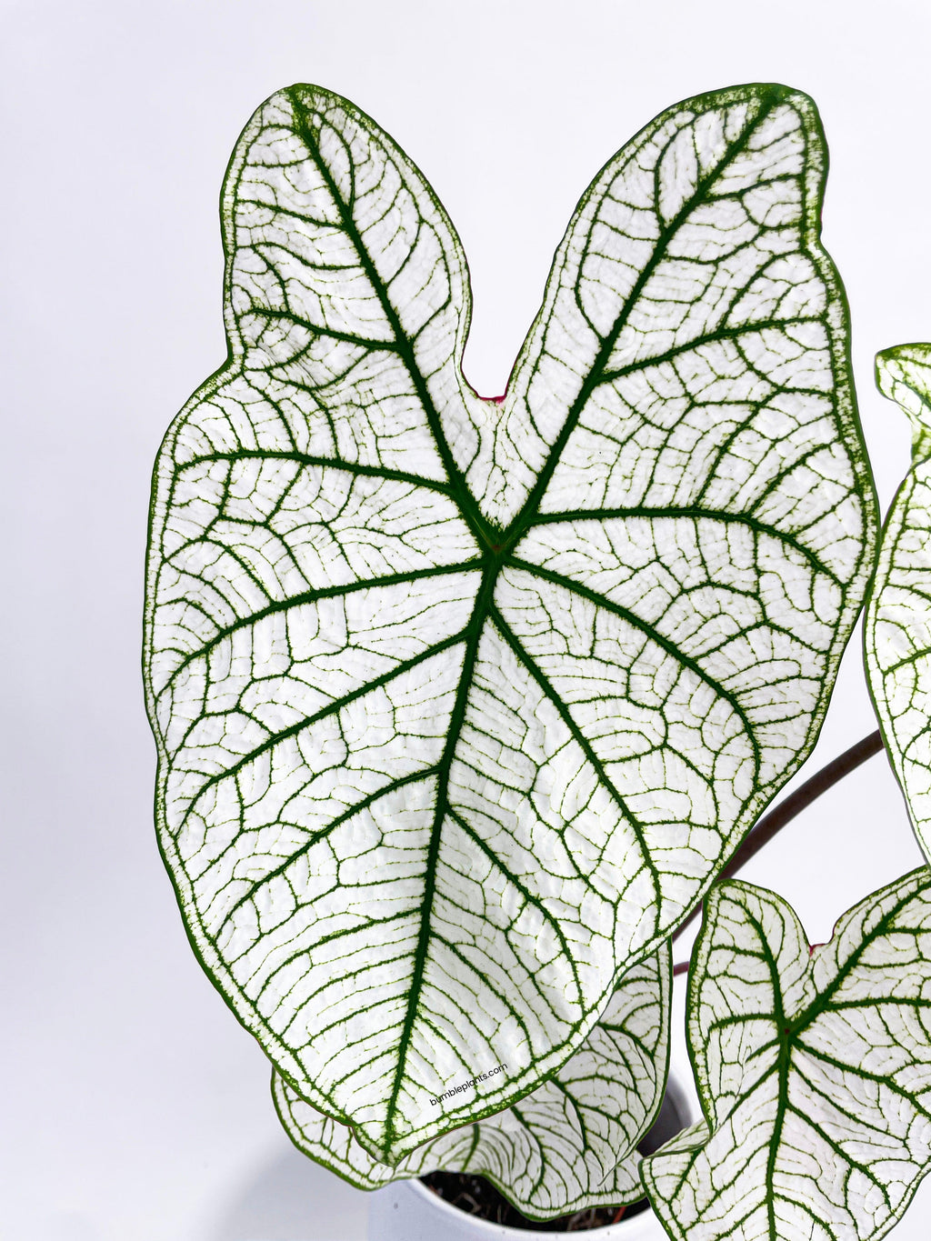 Bumble Plants Caladium 'White Christmas' Butterfly Wings