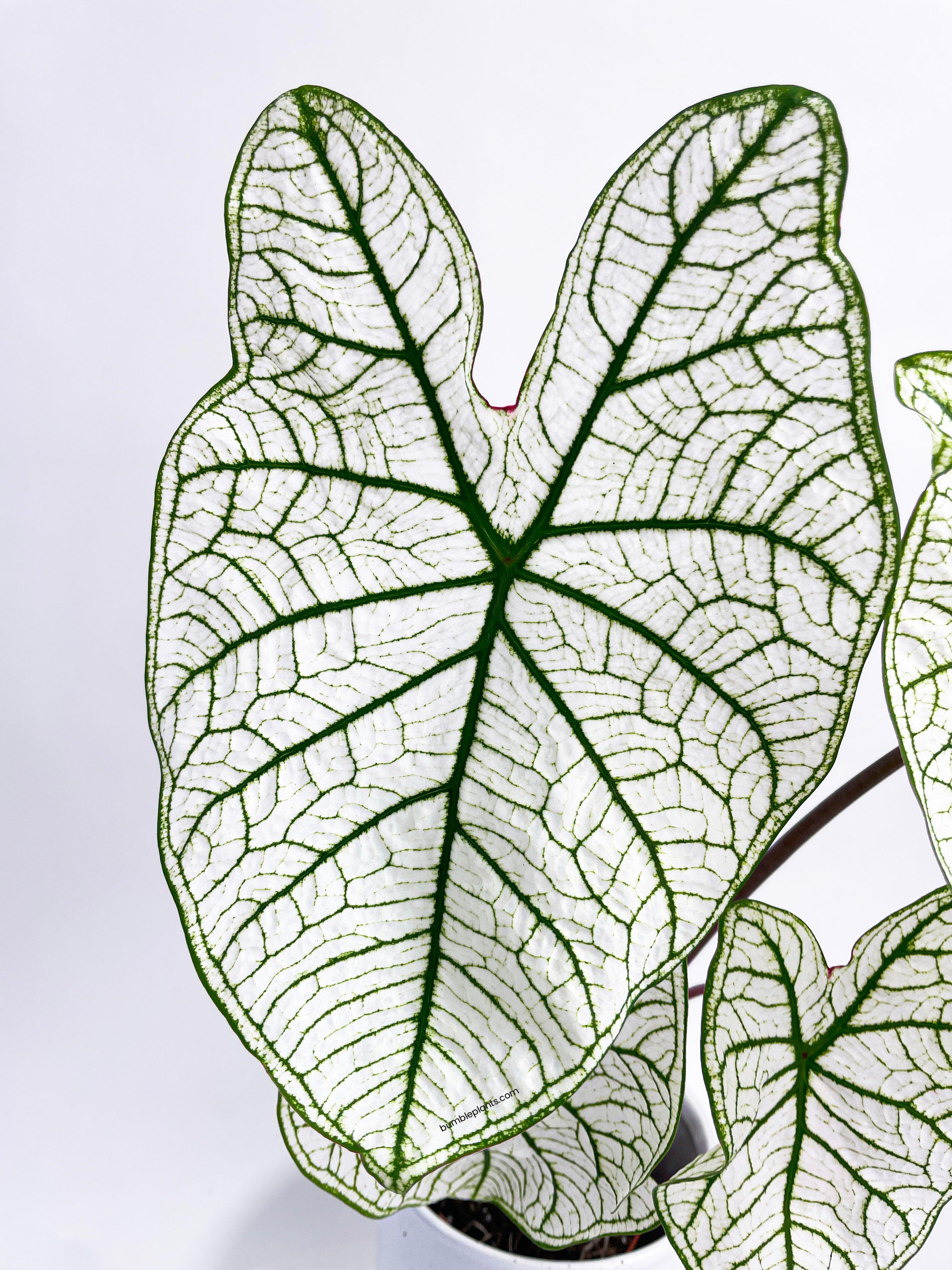 Bumble Plants Caladium 'White Christmas' Butterfly Wings
