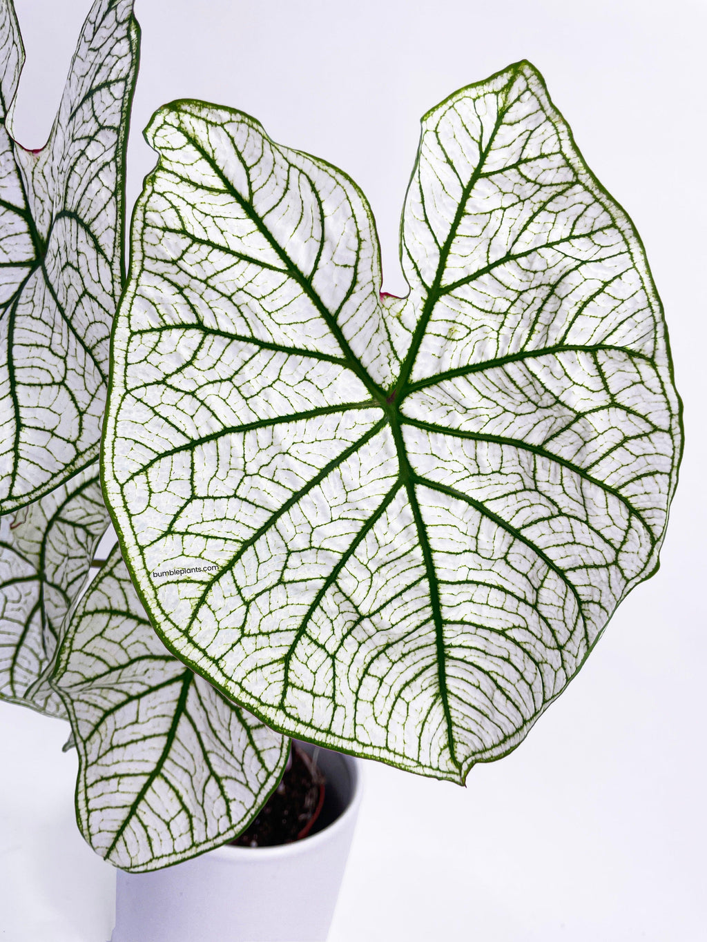 Bumble Plants Caladium 'White Christmas' Butterfly Wings