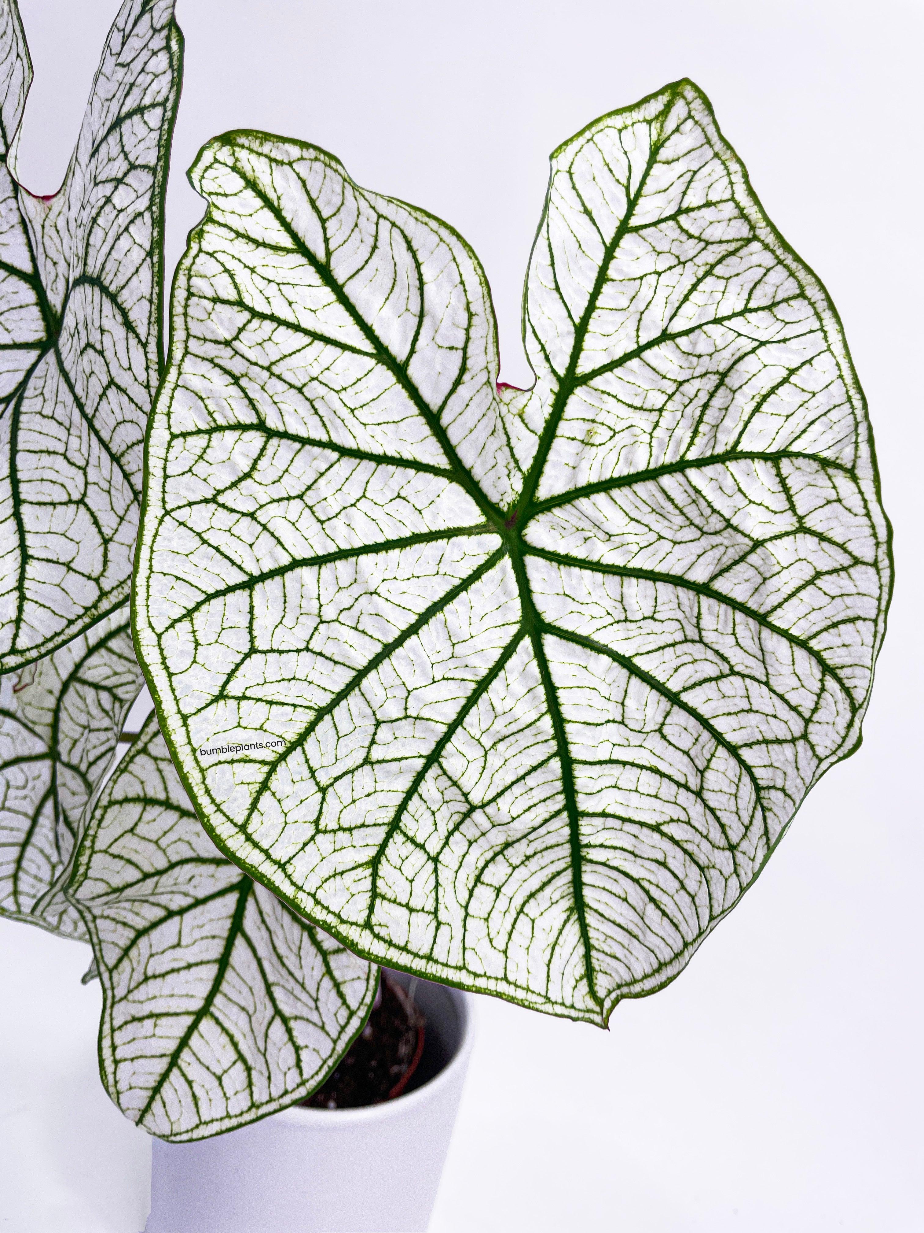 Bumble Plants Caladium 'White Christmas' Butterfly Wings