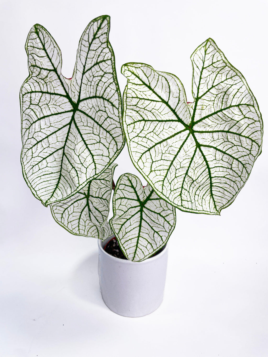 Bumble Plants Caladium 'White Christmas' Butterfly Wings