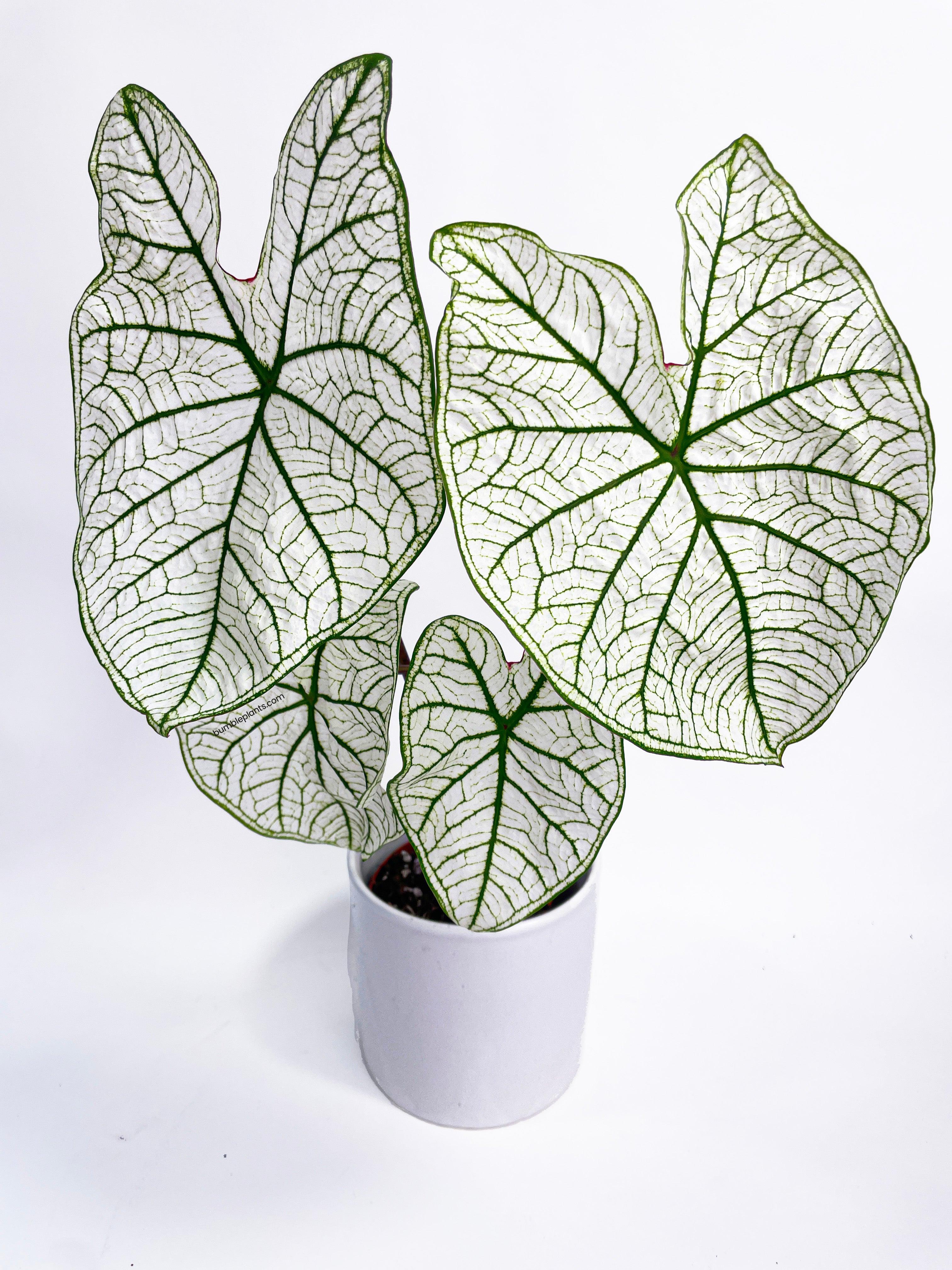 Bumble Plants Caladium 'White Christmas' Butterfly Wings