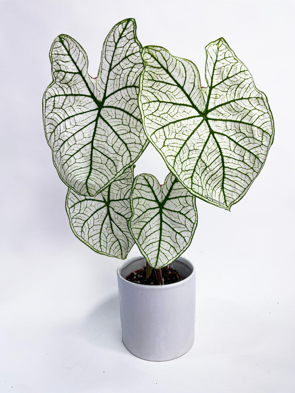 Bumble Plants Caladium 'White Christmas' Butterfly Wings