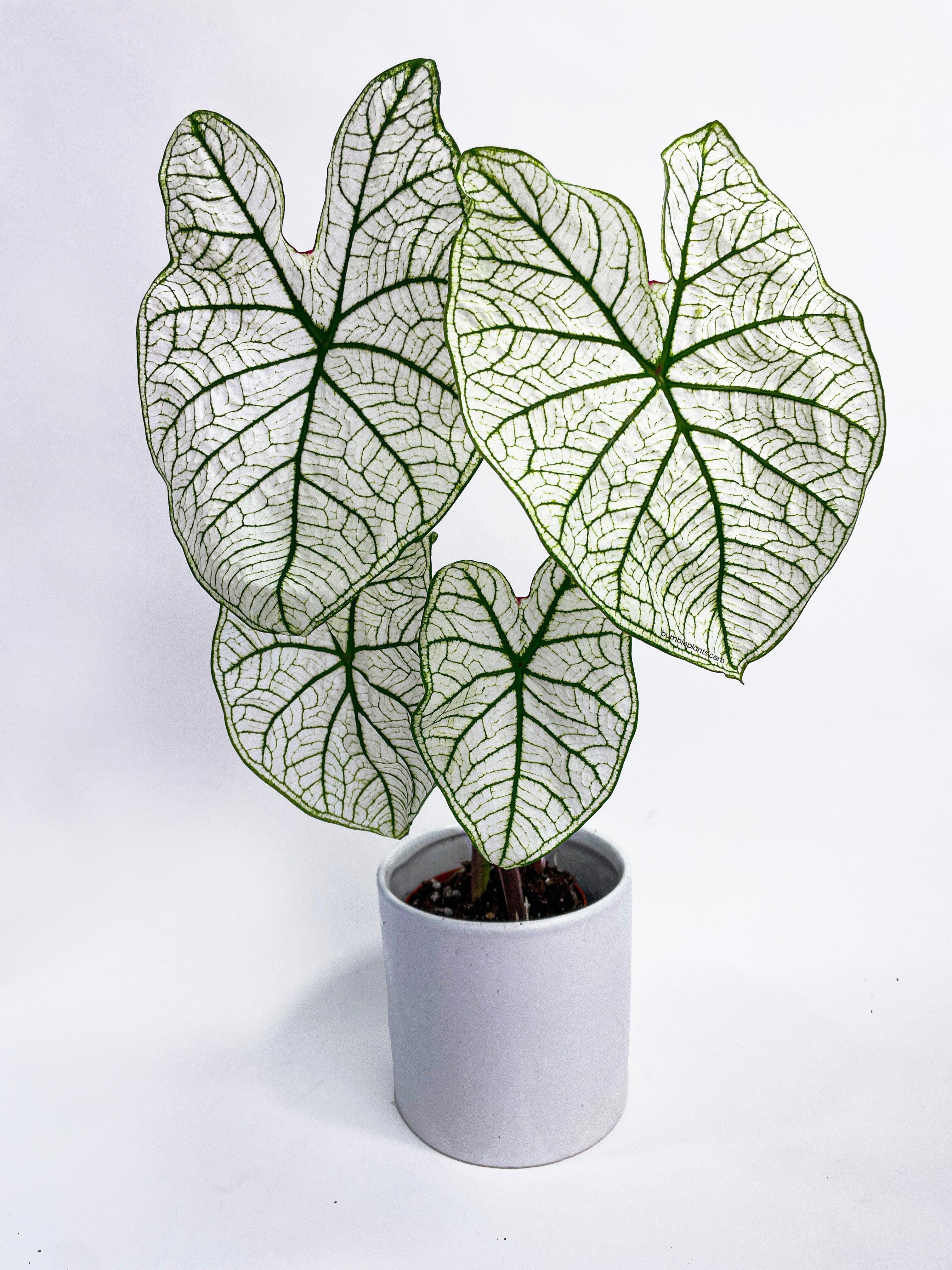 Bumble Plants Caladium 'White Christmas' Butterfly Wings