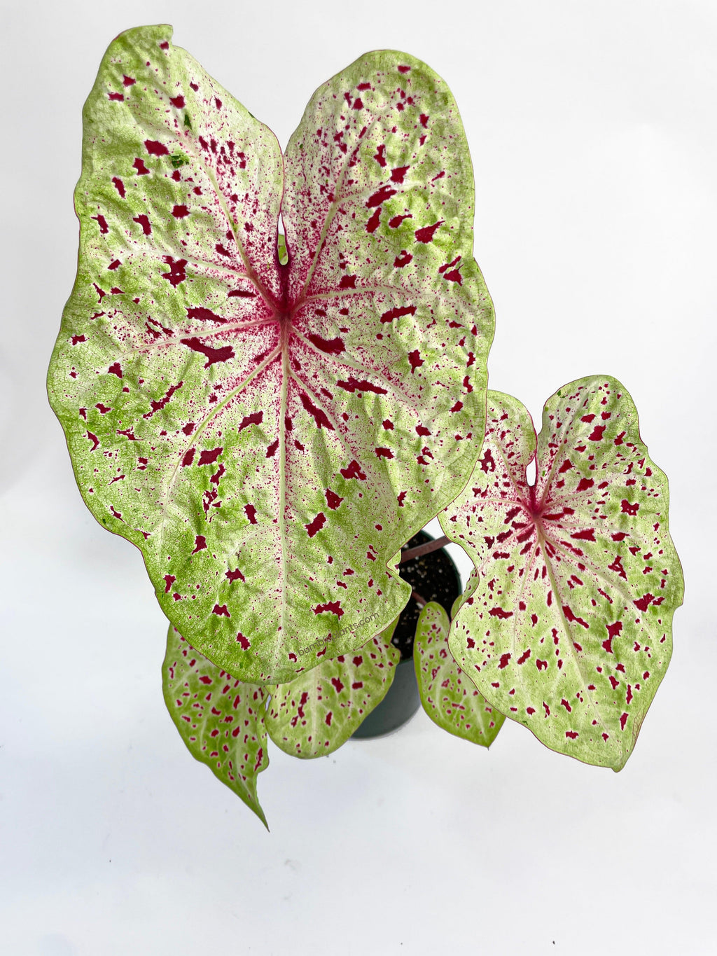 Bumble Plants Caladium Miss Muffet