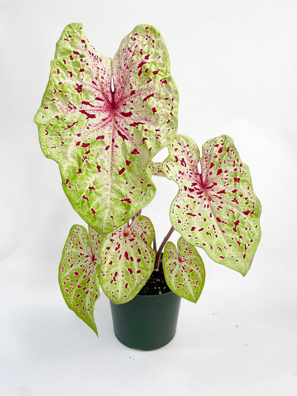 Bumble Plants Caladium Miss Muffet